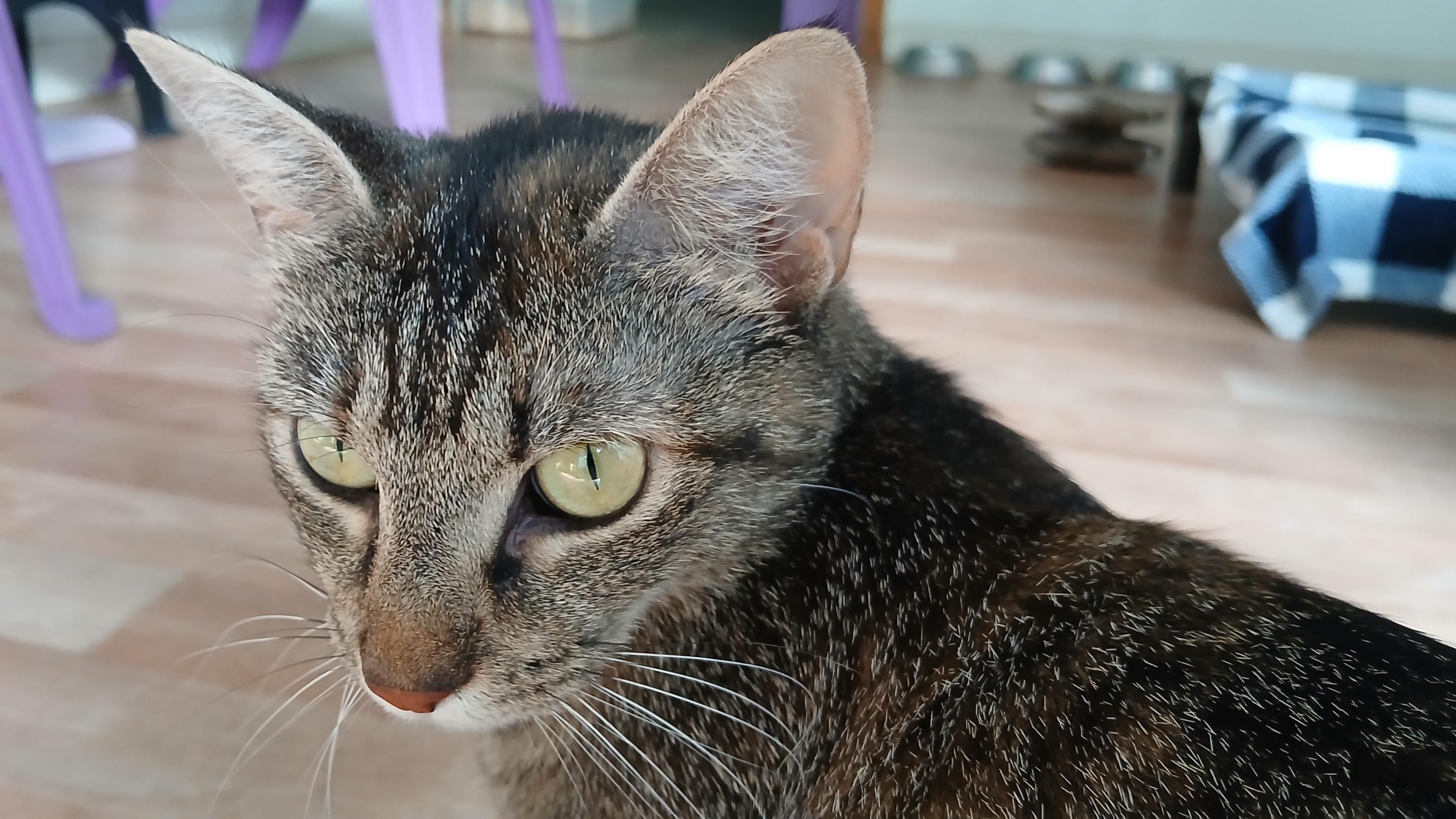 Enlarge Cori, a ADOPTABLE Domestic Short Hair in Cullowhee, NC image 5/6