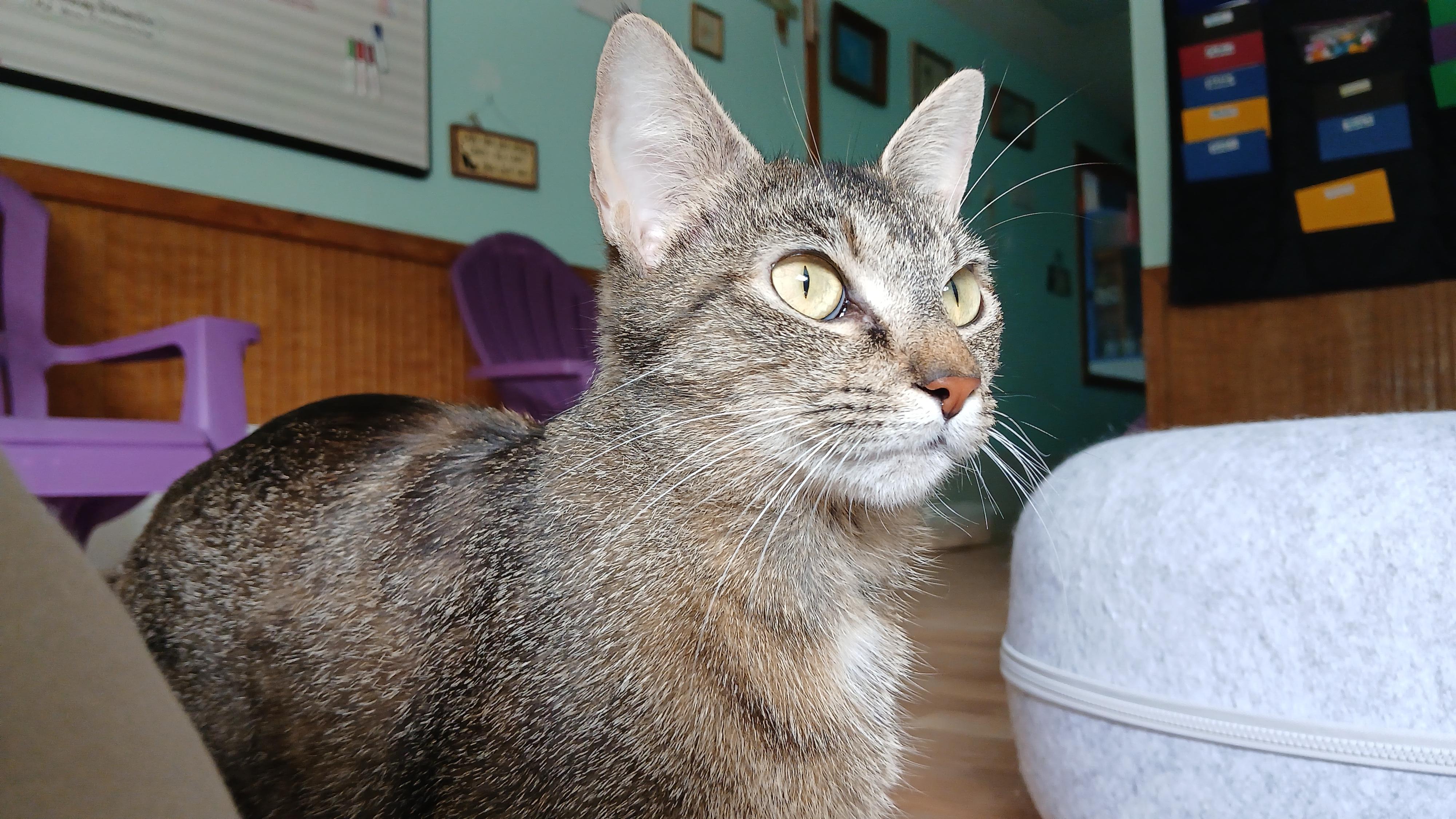 Enlarge Cori, a ADOPTABLE Domestic Short Hair in Cullowhee, NC image 4/6