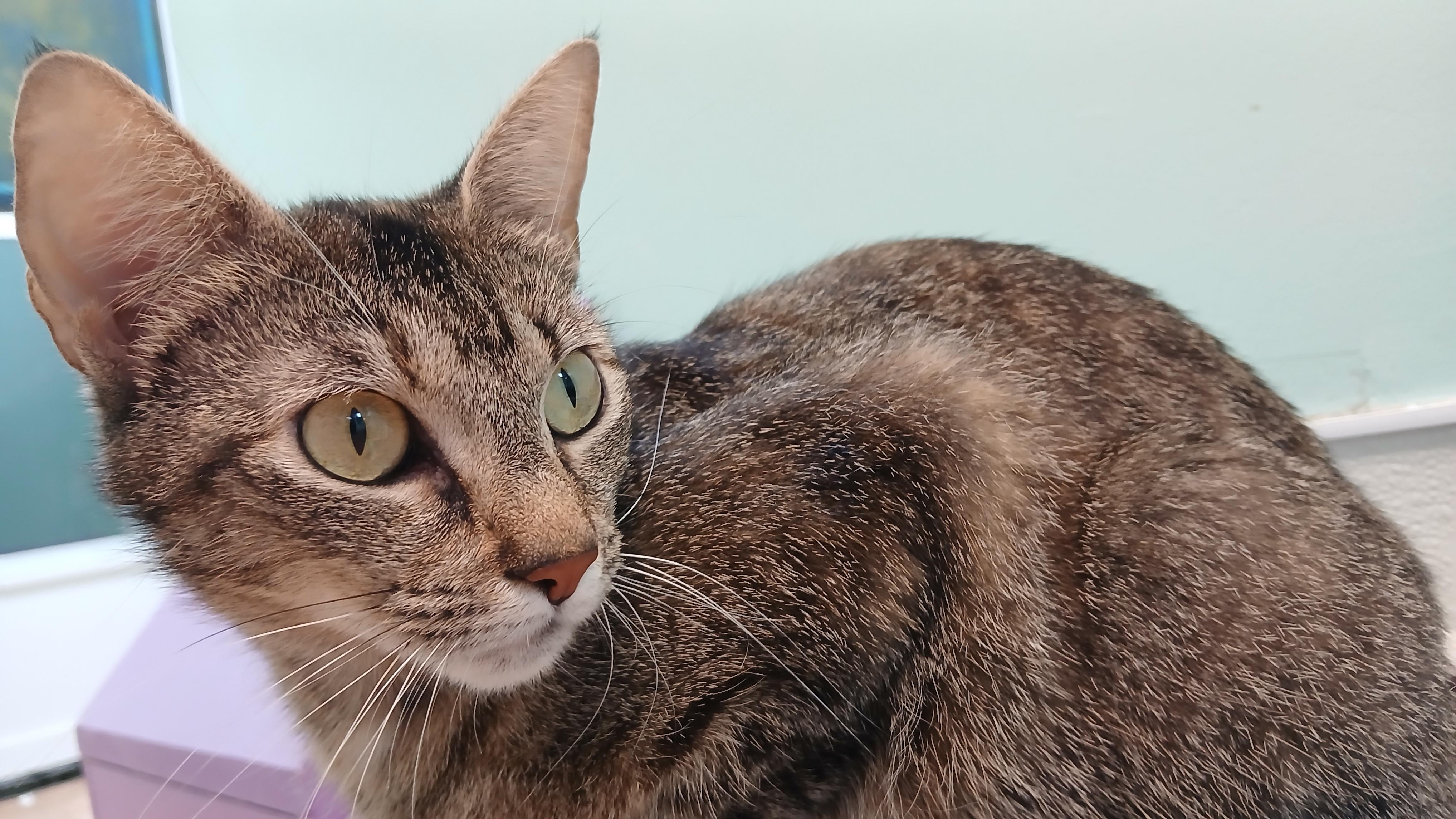Cori, a ADOPTABLE Domestic Short Hair in Cullowhee, NC image 3/6