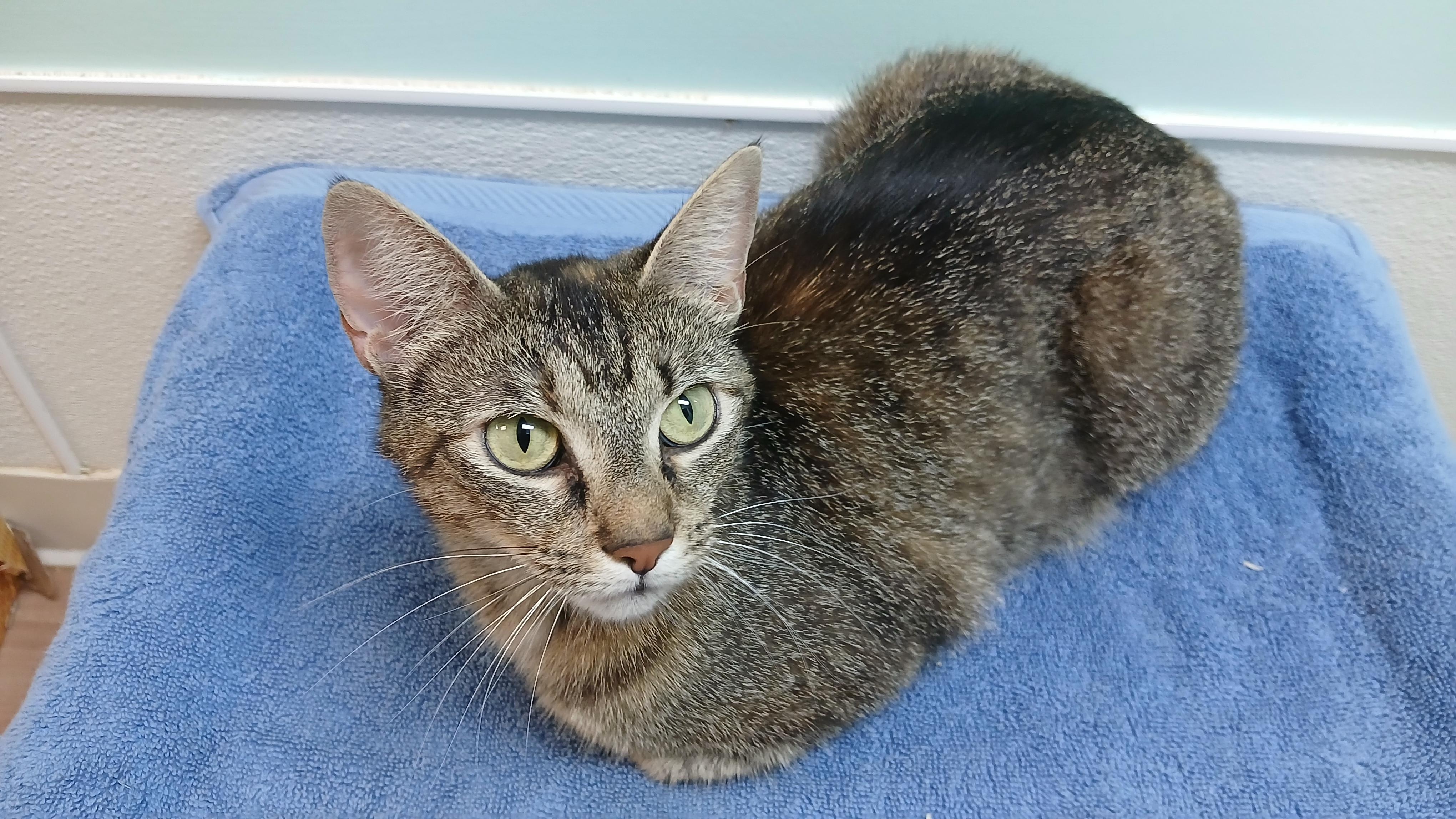 Cori, a ADOPTABLE Domestic Short Hair in Cullowhee, NC image 5/6