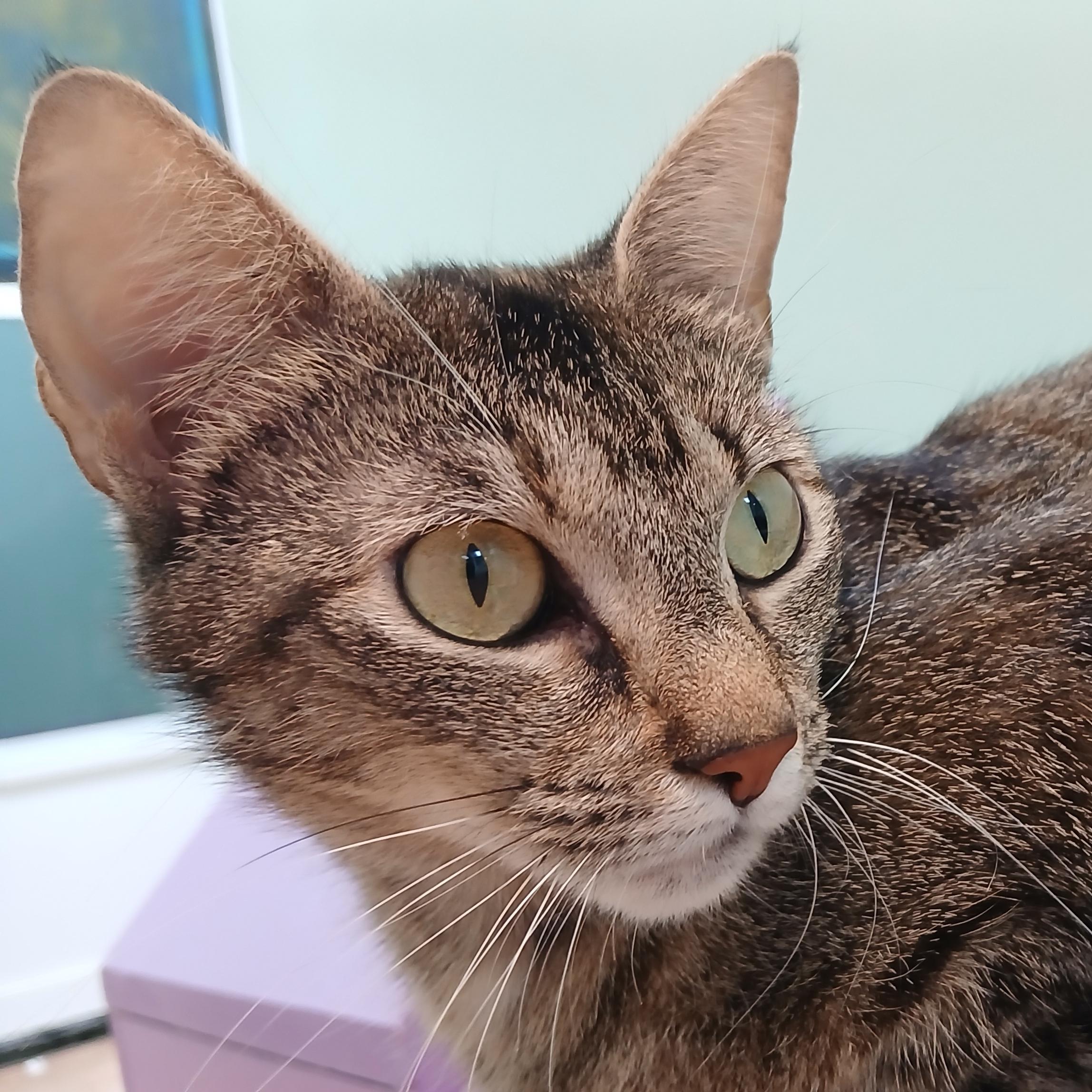 Cori, a ADOPTABLE Domestic Short Hair in Cullowhee, NC image 1/6