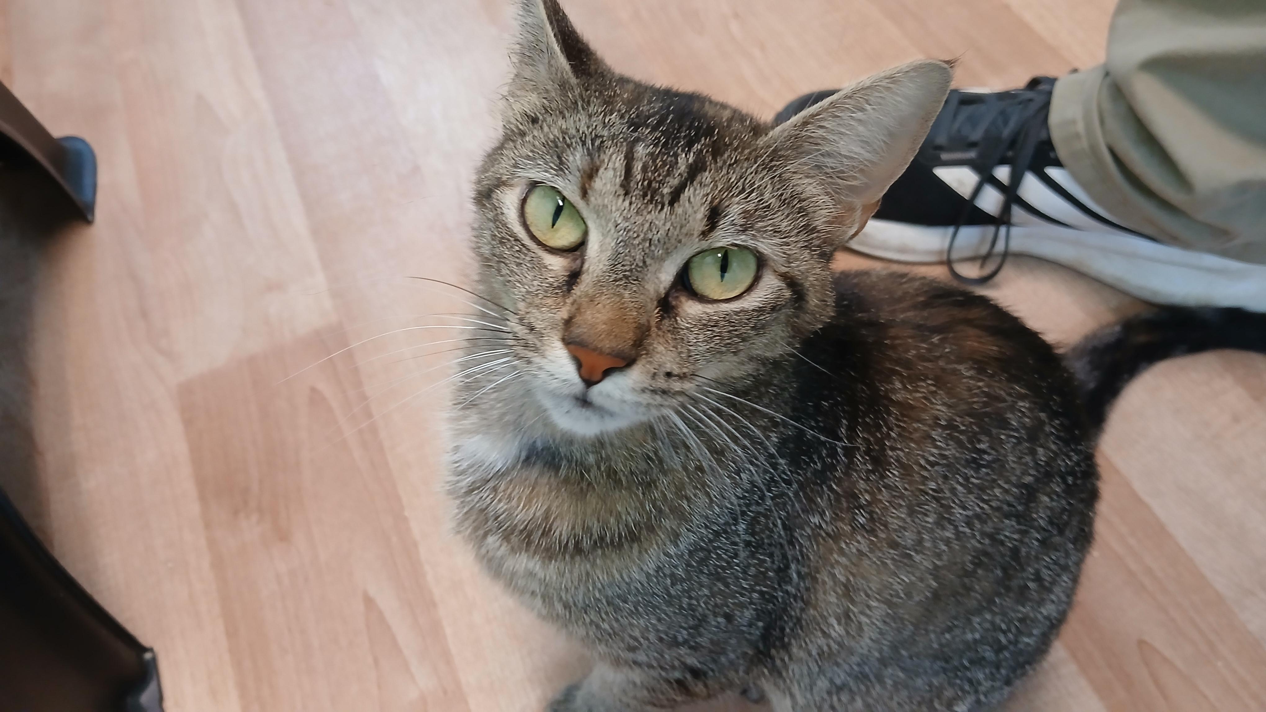 Enlarge Cori, a ADOPTABLE Domestic Short Hair in Cullowhee, NC image 3/6