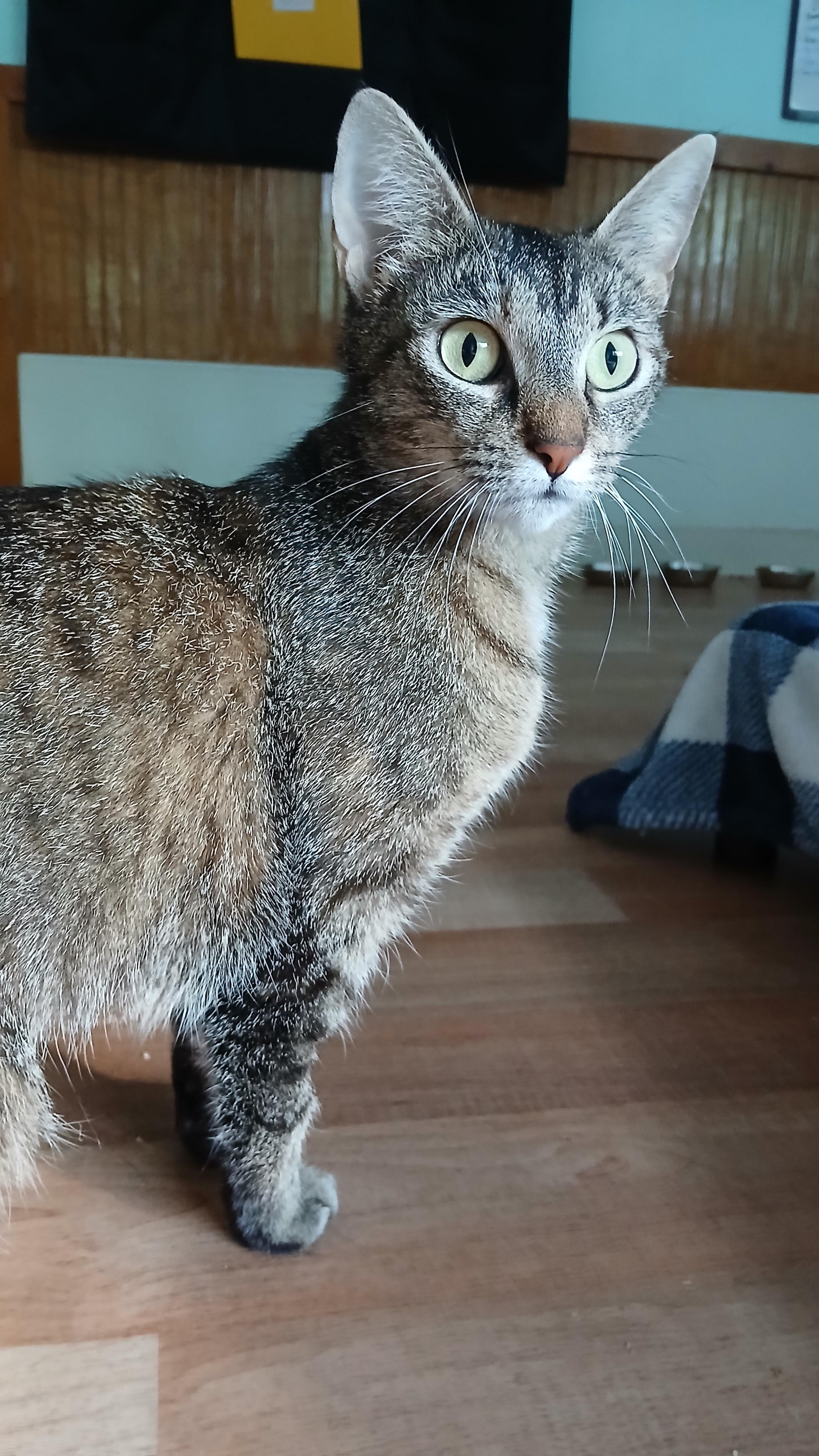 Enlarge Cori, a ADOPTABLE Domestic Short Hair in Cullowhee, NC image 6/6