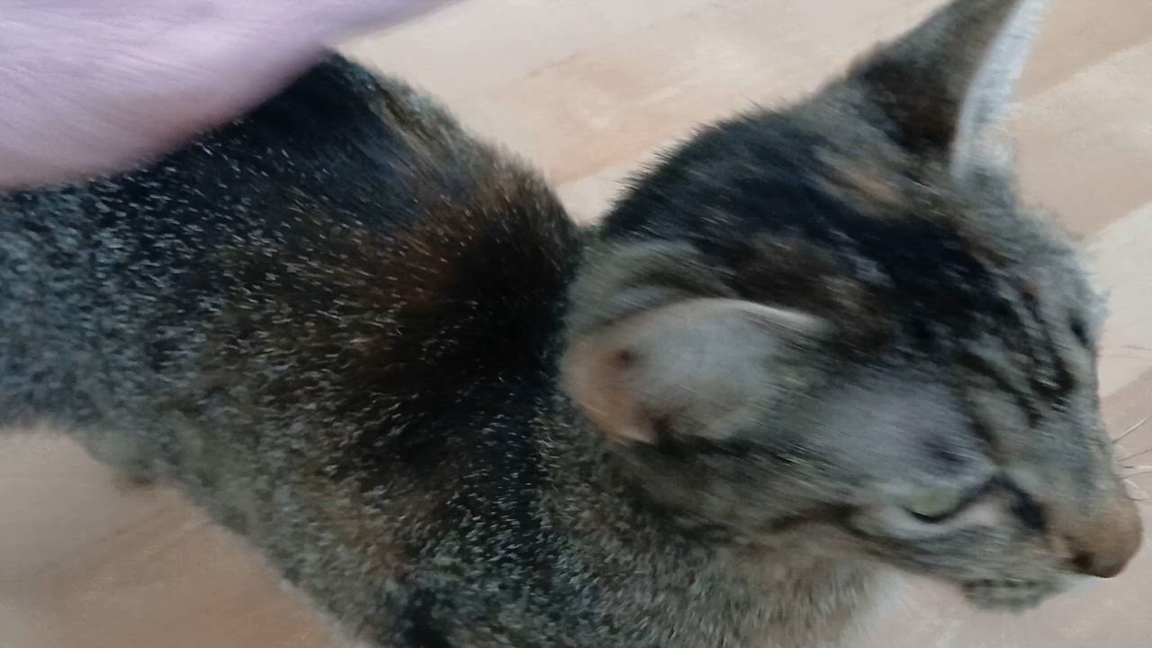 Enlarge Cori, a ADOPTABLE Domestic Short Hair in Cullowhee, NC video 2/6