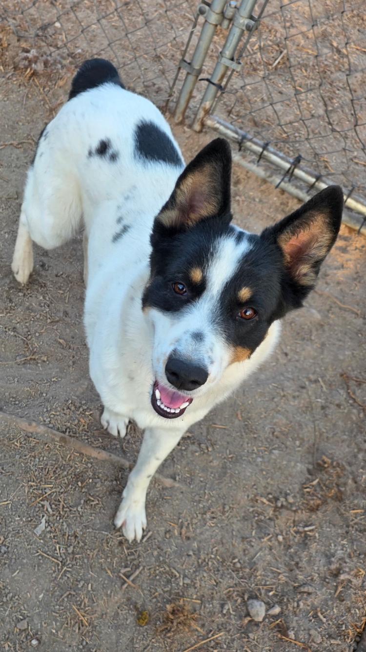 Henry, an adopted mixed breed in Moyock, NC image 1/4