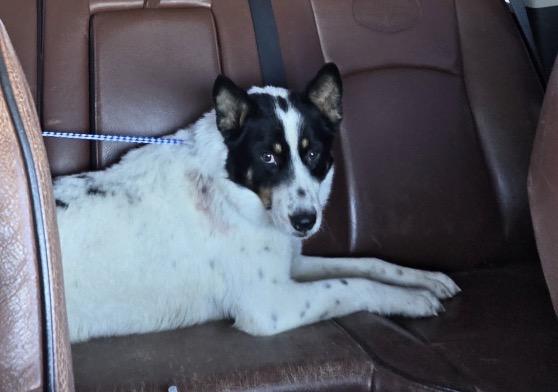 Henry, an adopted mixed breed in Moyock, NC image 2/4