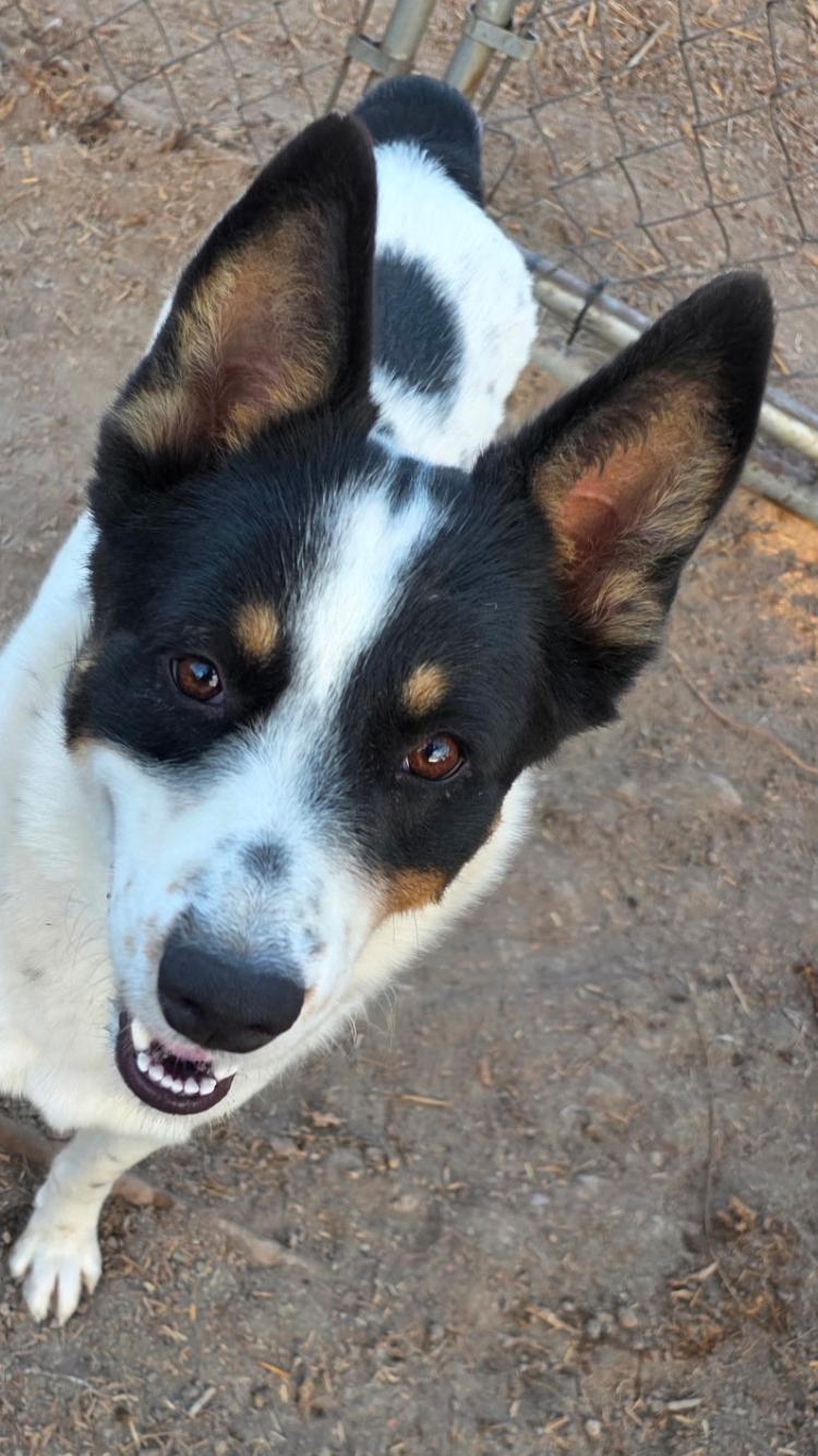 Henry, an adopted mixed breed in Moyock, NC image 3/4