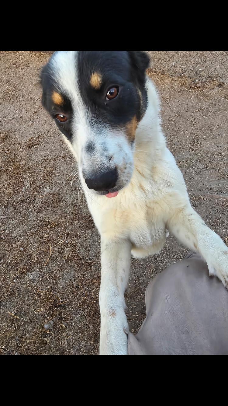 Henry, an adopted mixed breed in Moyock, NC image 4/4