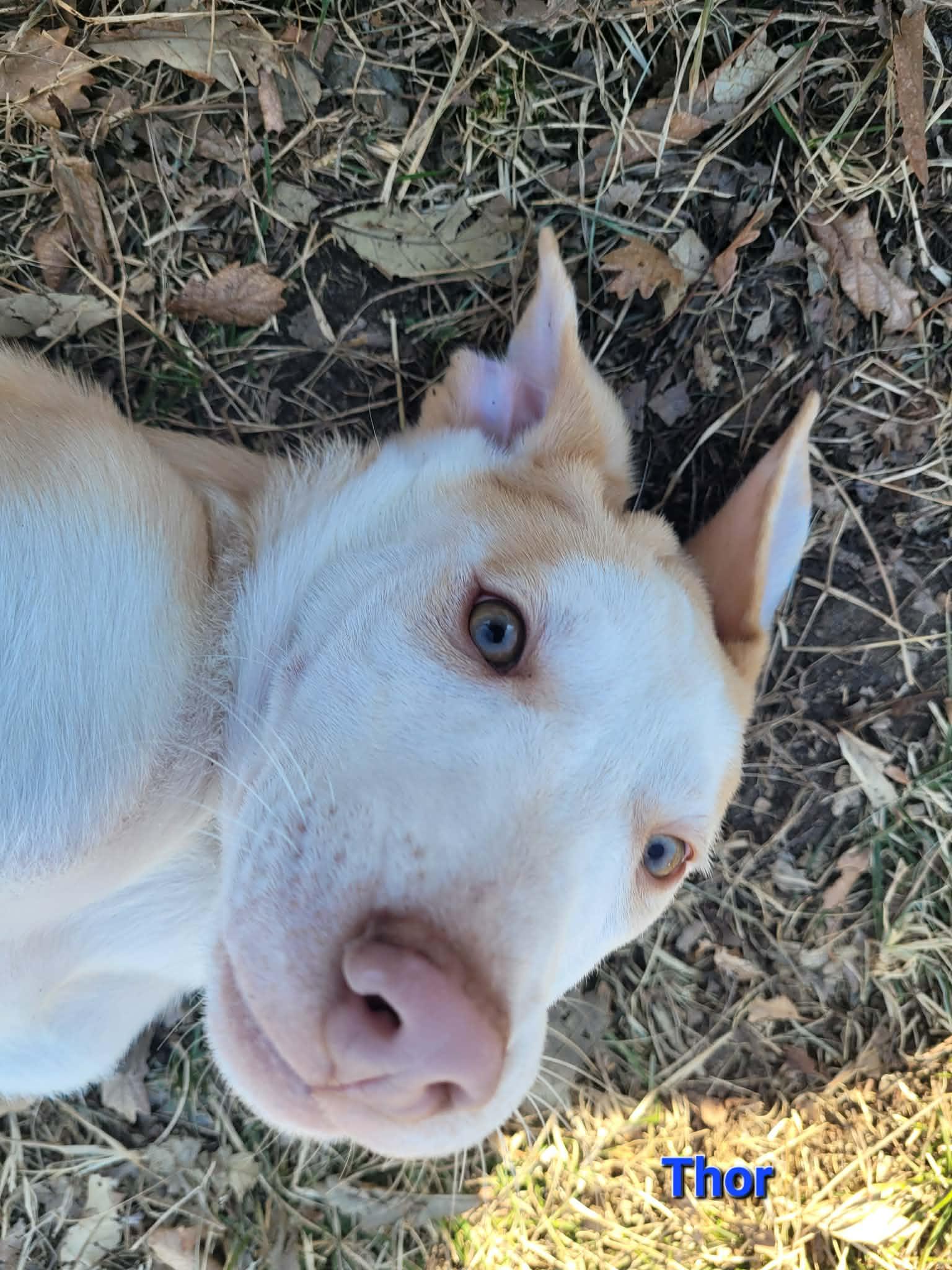 Thor, an adopted mixed breed in ONeill, NE image 2/3