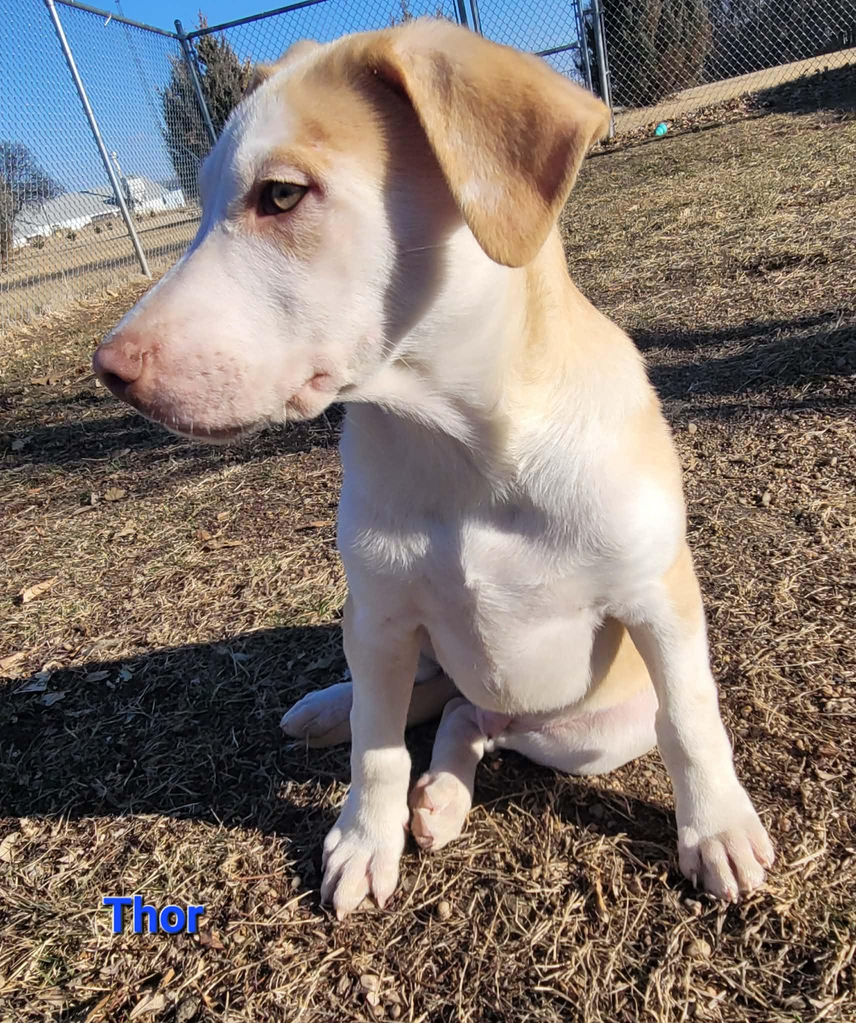 Thor, an adopted mixed breed in ONeill, NE image 3/3