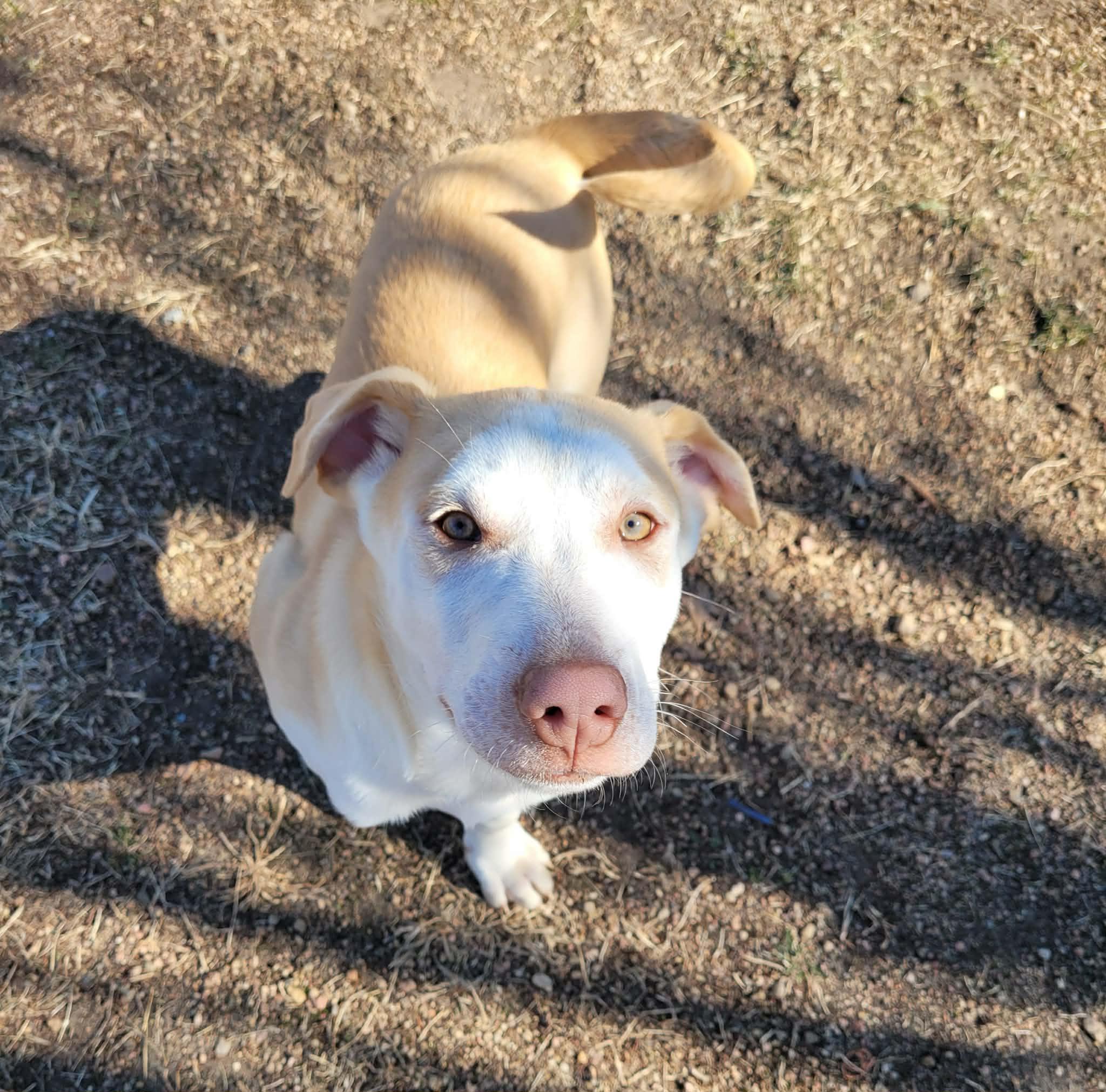 Thor, an adopted mixed breed in ONeill, NE image 1/3