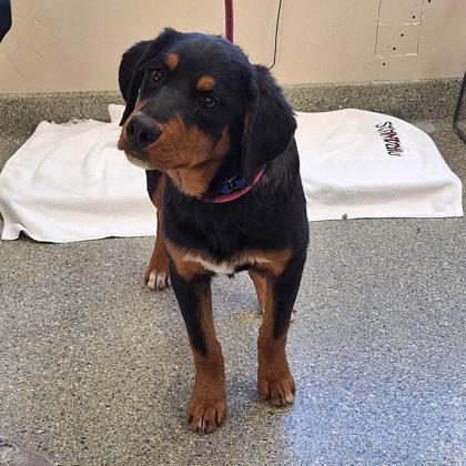 Greg, Adoptable, Adult Male Bernese Mountain Dog & Rottweiler.
