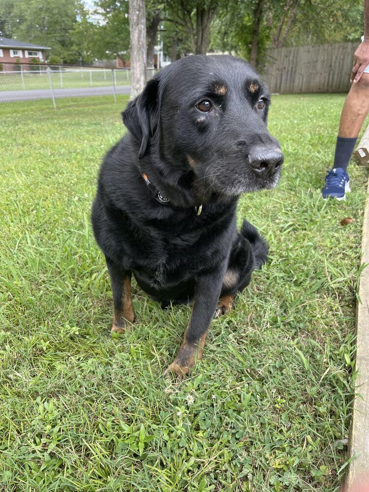 Kilo, a Adoptable mixed breed in Chattanooga, TN image 1/4