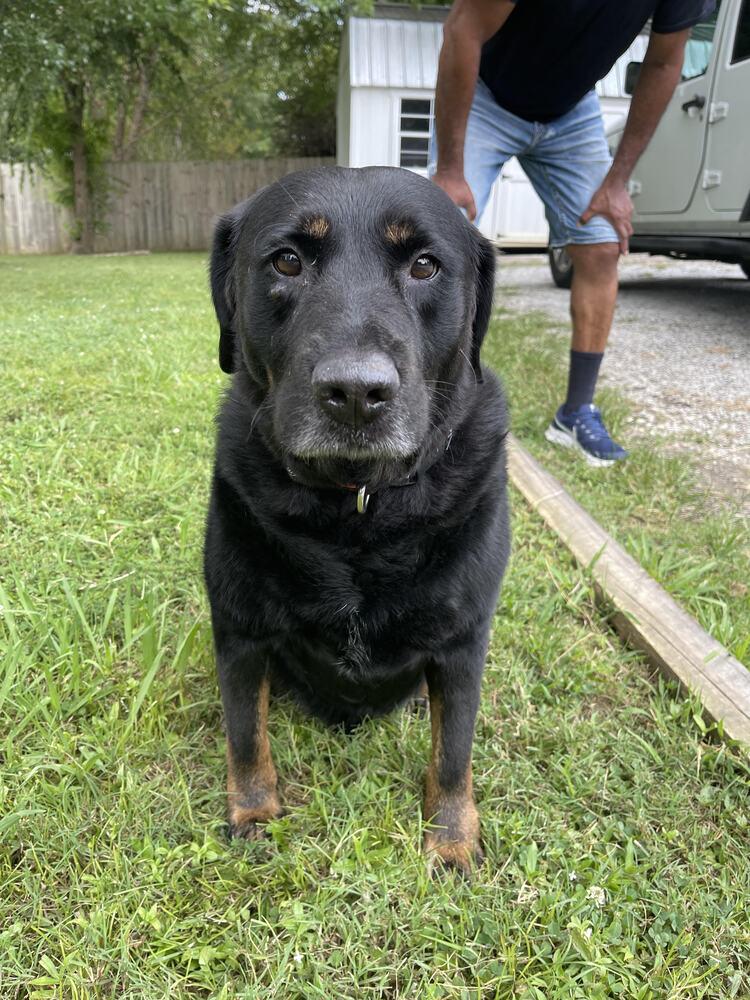 Kilo, a Adoptable mixed breed in Chattanooga, TN image 3/4