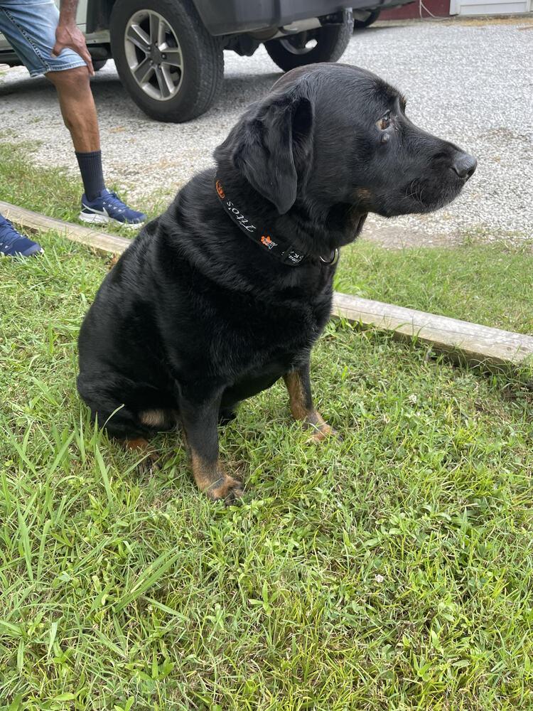 Kilo, a Adoptable mixed breed in Chattanooga, TN image 4/4