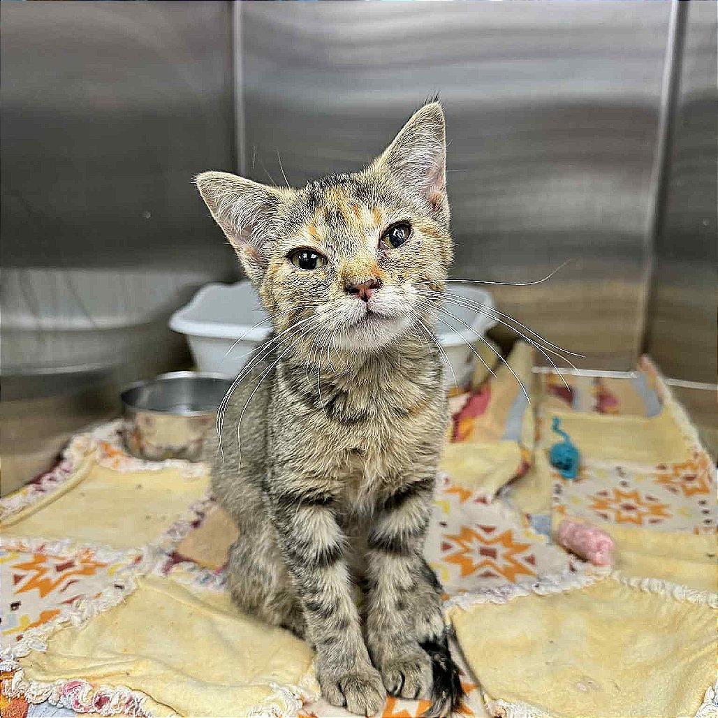 Kalisi Verede, Adoptable, Young Female Domestic Short Hair.