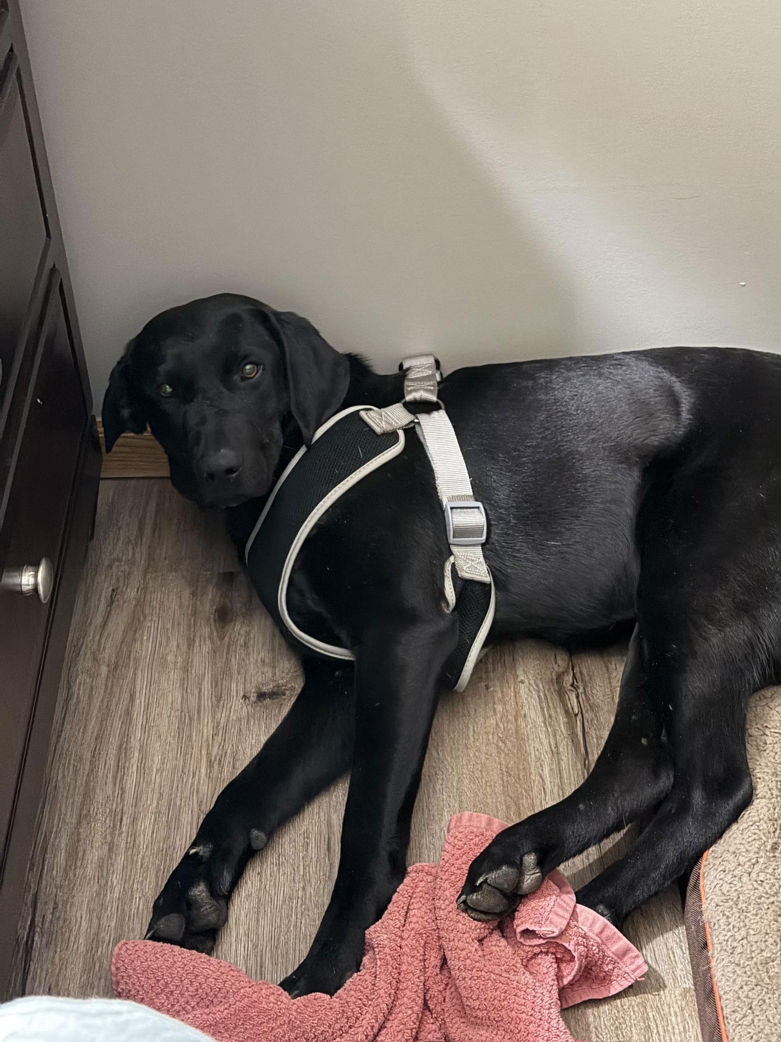 Asha, Adoptable, Adult Female Black Labrador Retriever.