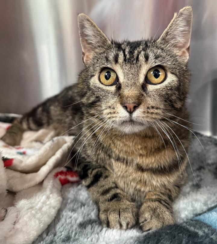 Enlarge Quinn, a ADOPTABLE Tabby in Hornell, NY image 1/1