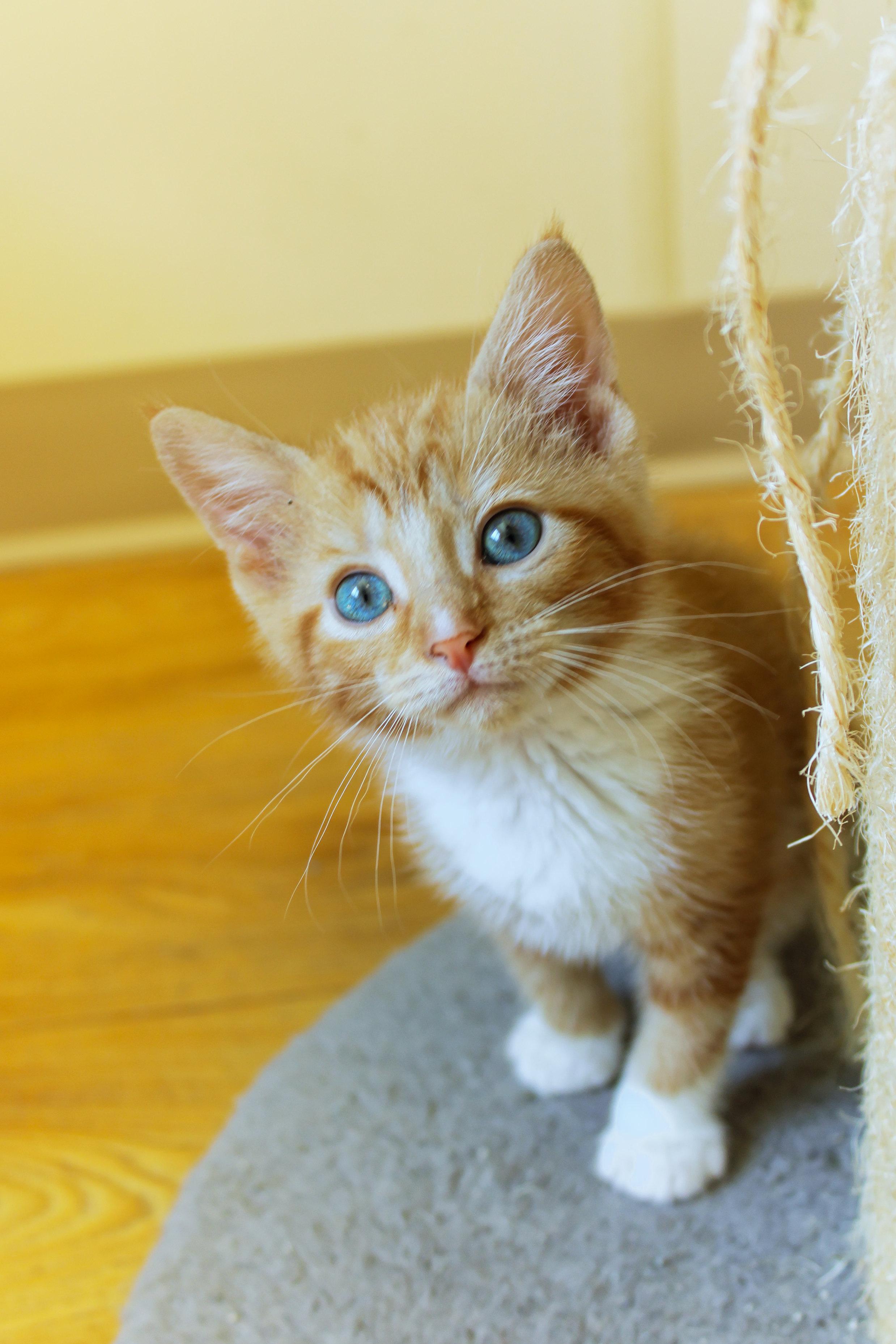 Kumquat, an adopted Domestic Short Hair in Urbana, OH image 6/6