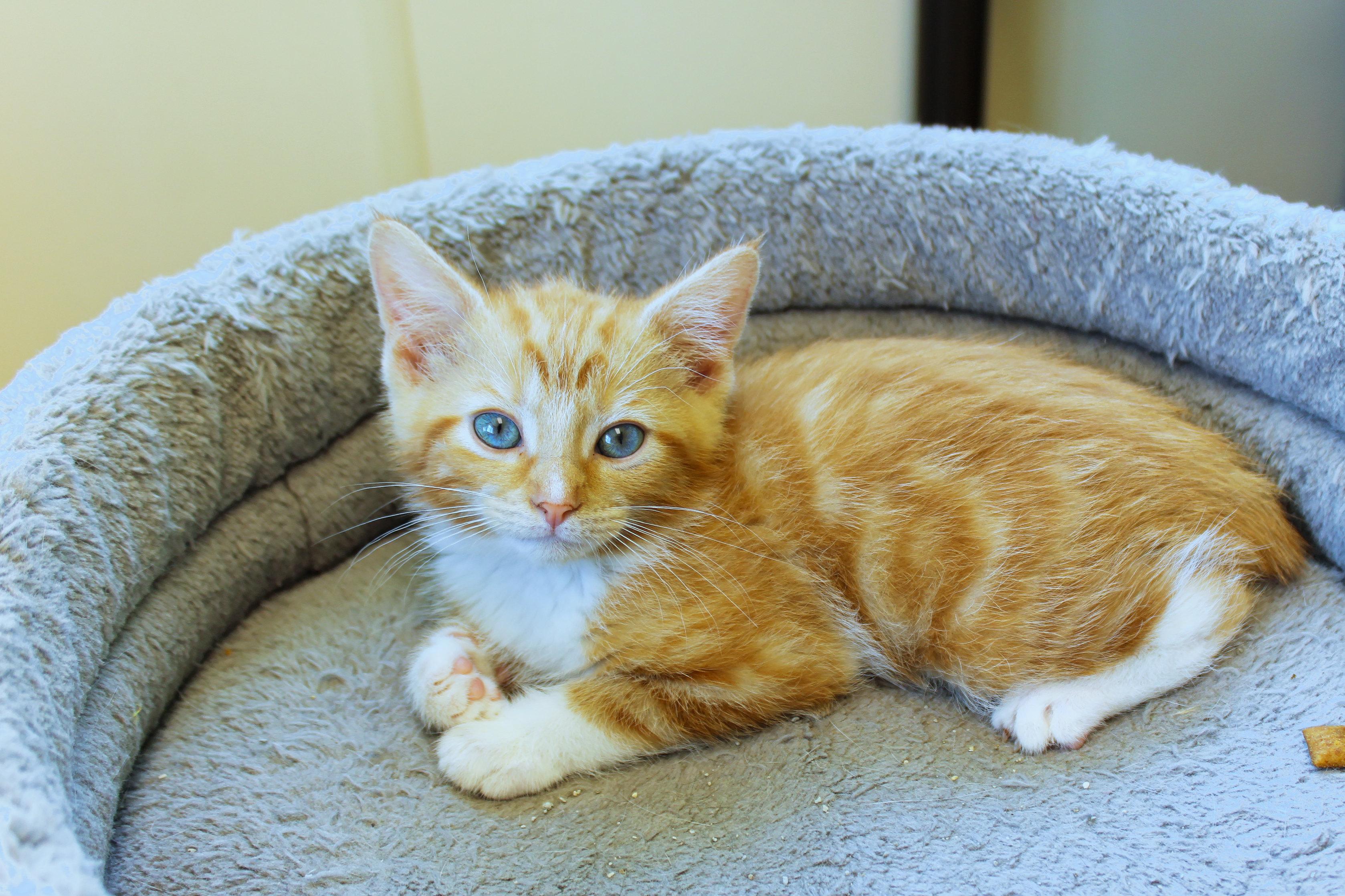 Kumquat, adopted, Kitten Male Domestic Short Hair.