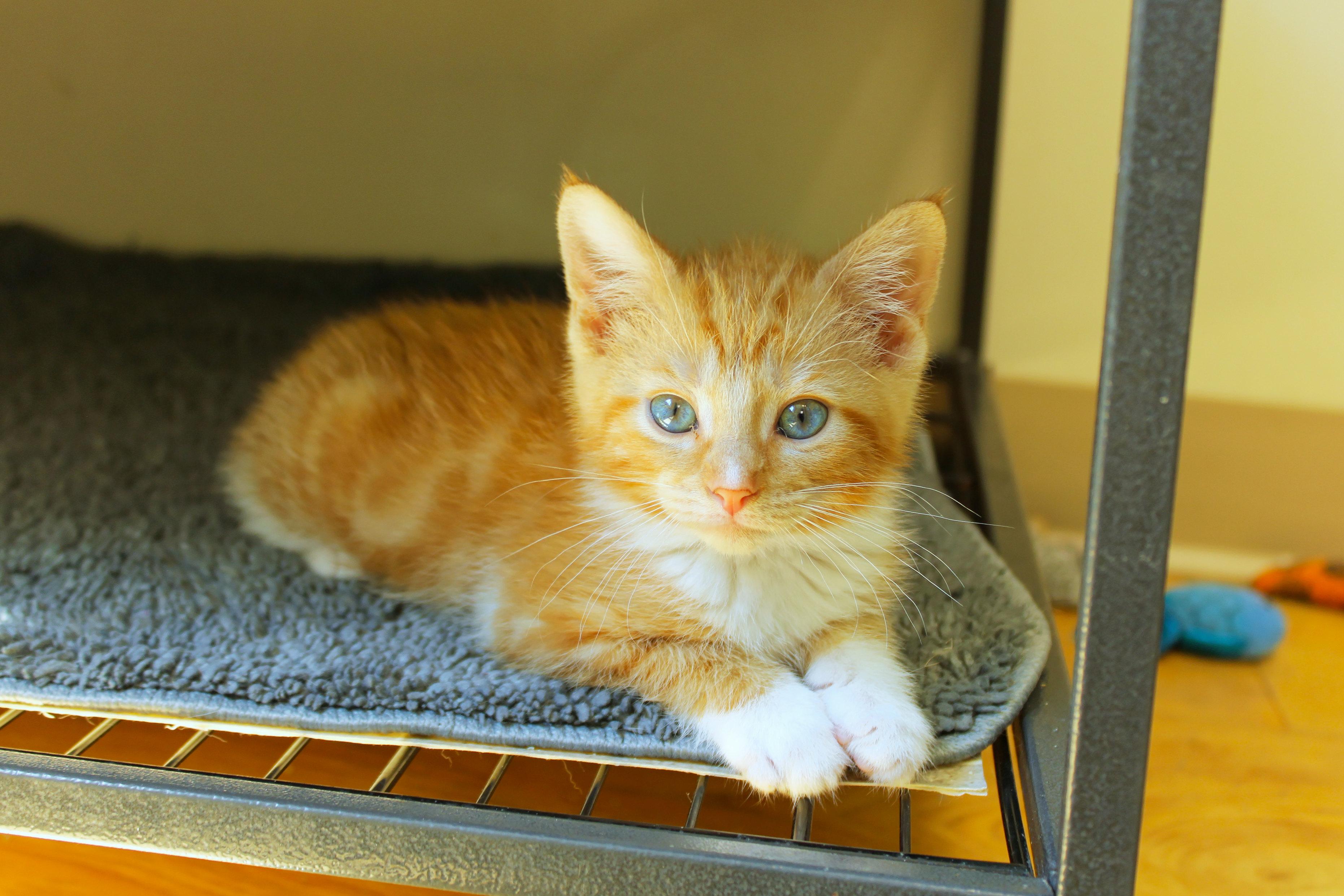 Kumquat, an adopted Domestic Short Hair in Urbana, OH image 3/6