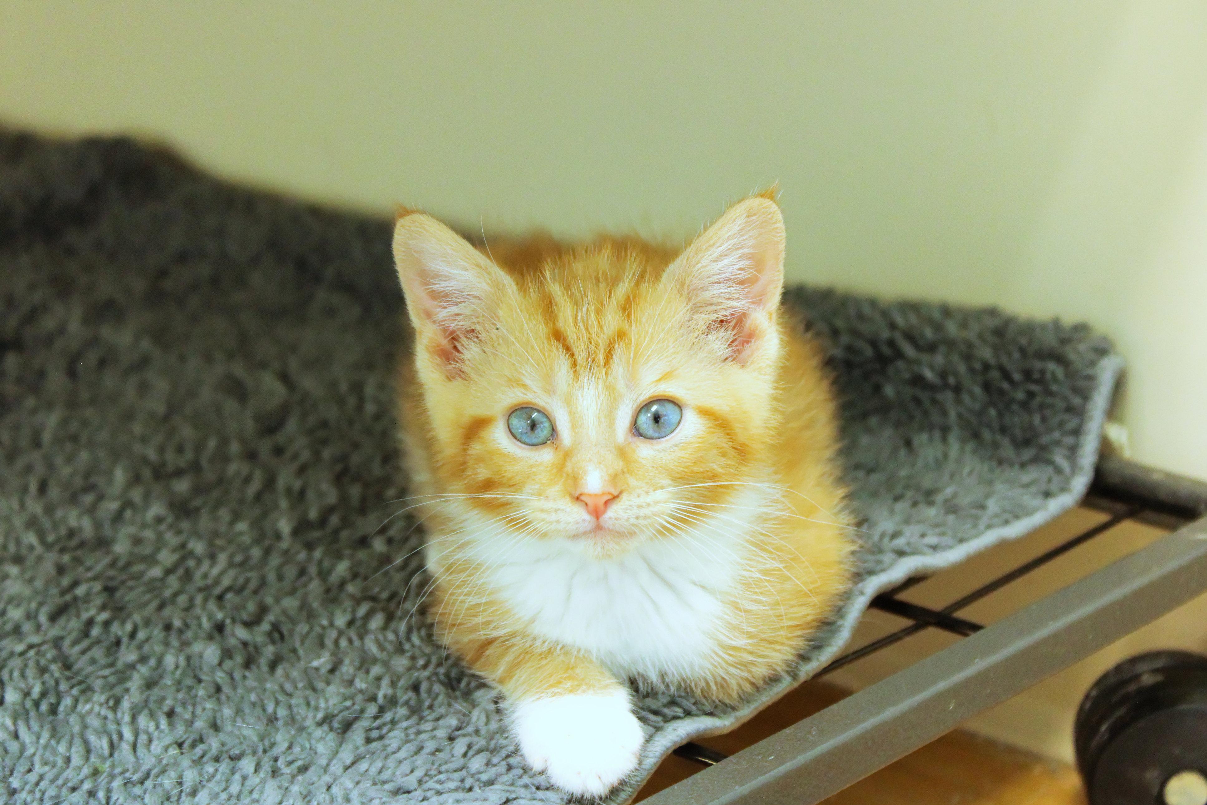 Kumquat, an adopted Domestic Short Hair in Urbana, OH image 4/6