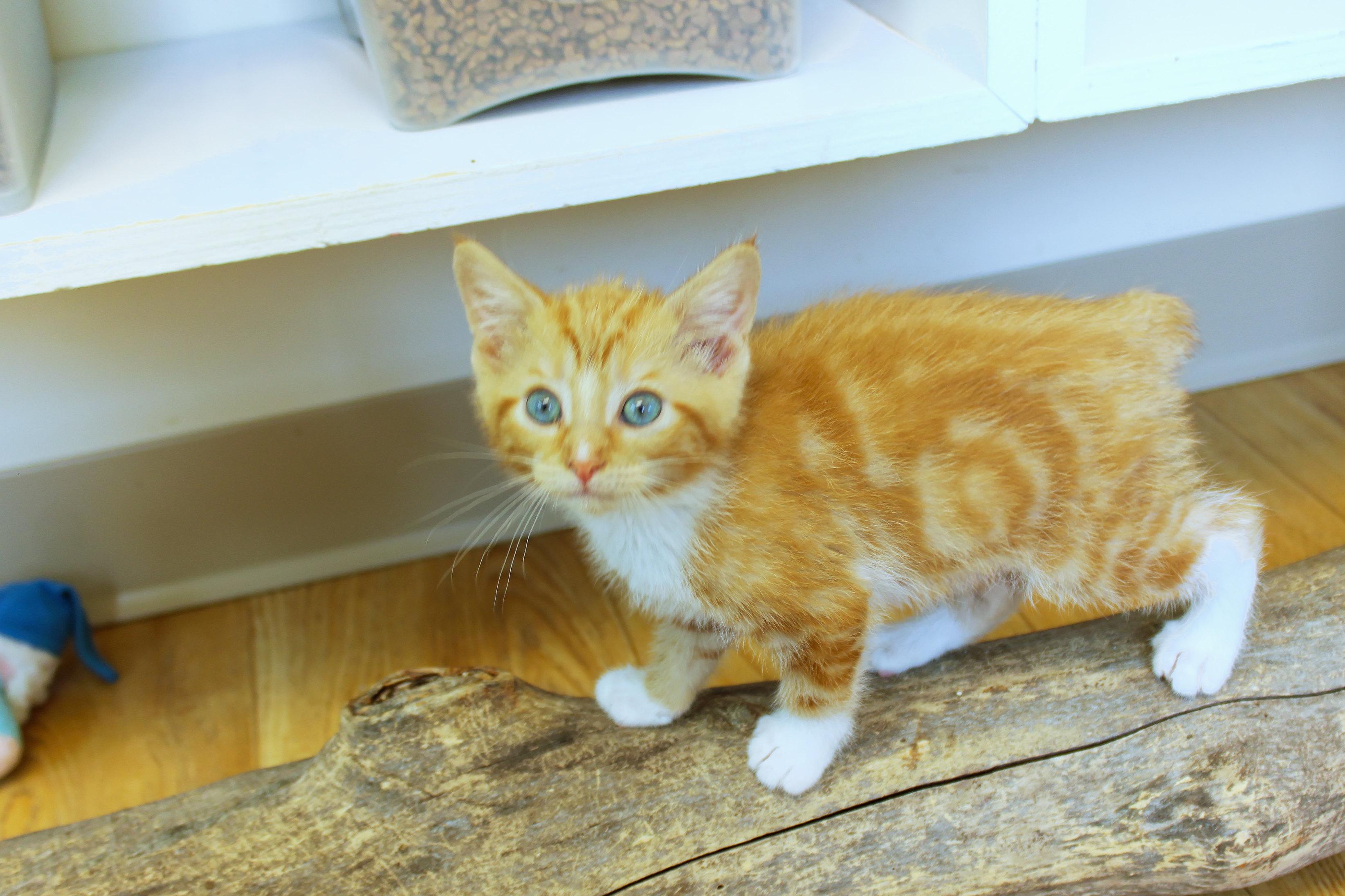 Kumquat, an adopted Domestic Short Hair in Urbana, OH image 2/6