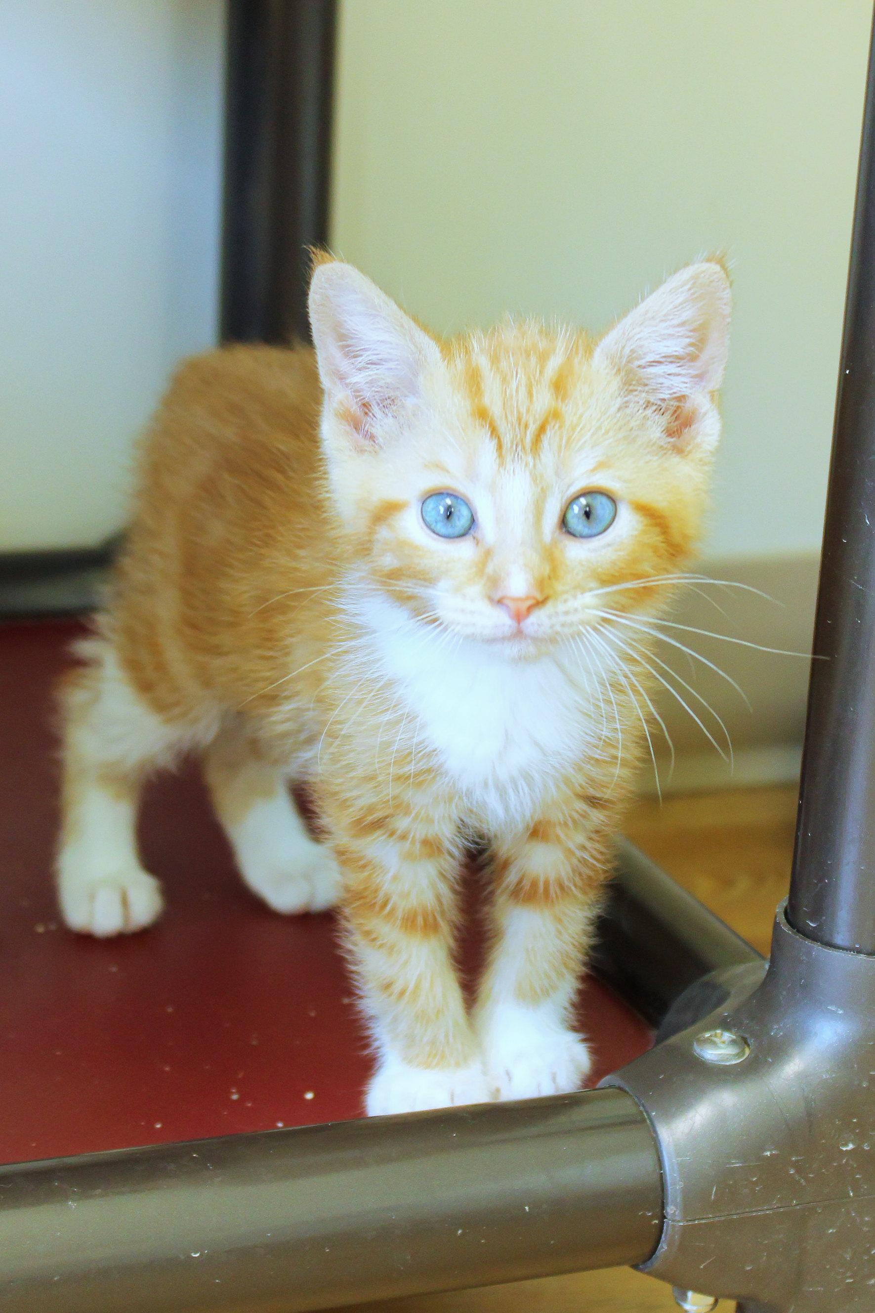 Kumquat, an adopted Domestic Short Hair in Urbana, OH image 5/6
