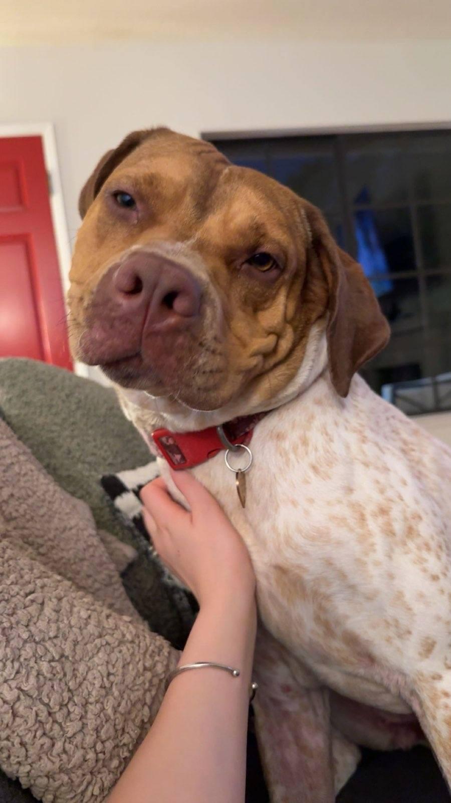 Iris, ADOPTABLE, Adult Female English Coonhound & Cattle Dog.