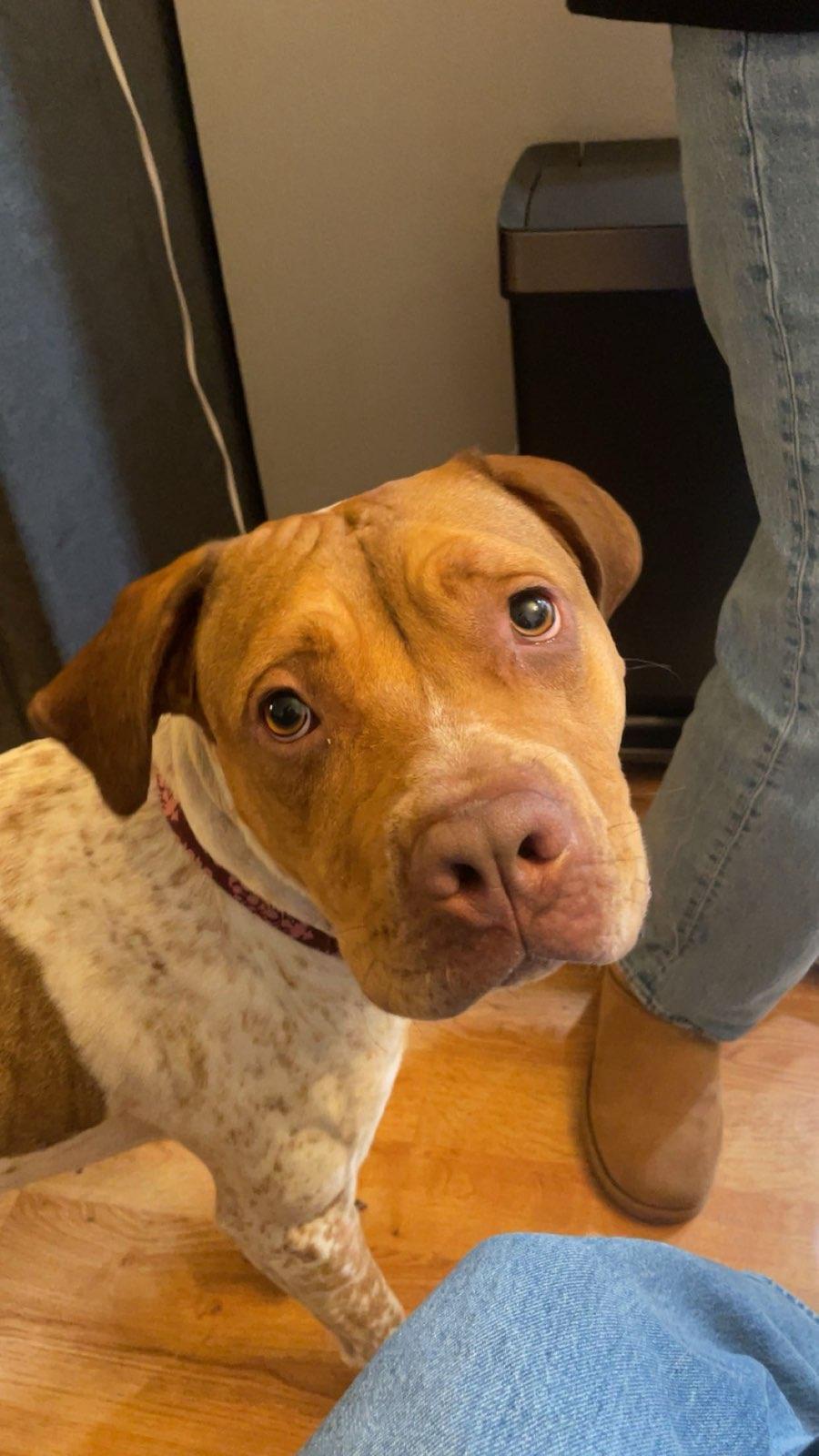 Enlarge Iris, a ADOPTABLE mixed breed in Burbank, CA image 4/6