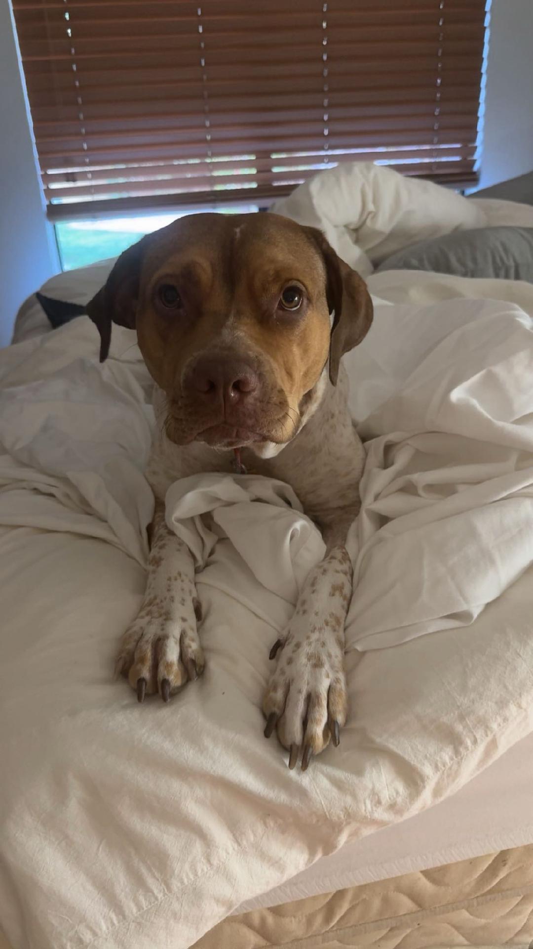 Enlarge Iris, a ADOPTABLE mixed breed in Burbank, CA image 2/6