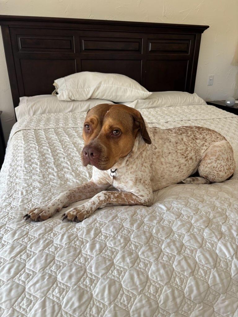 Enlarge Iris, a ADOPTABLE mixed breed in Burbank, CA image 5/6