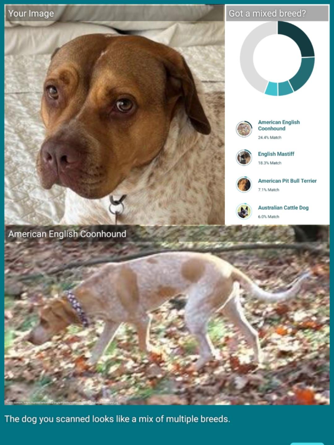 Enlarge Iris, a ADOPTABLE mixed breed in Burbank, CA image 6/6