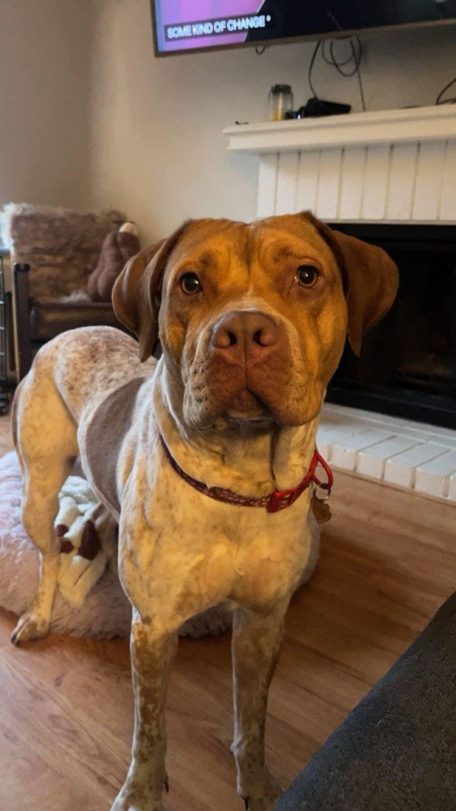 Enlarge Iris, a ADOPTABLE mixed breed in Burbank, CA image 3/6