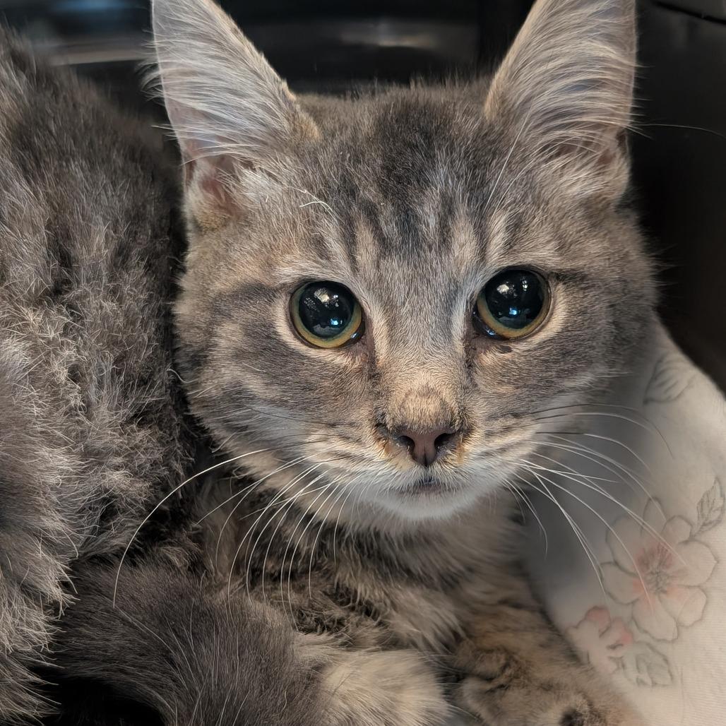 Frankie, Adoptable, Young Male Domestic Short Hair.