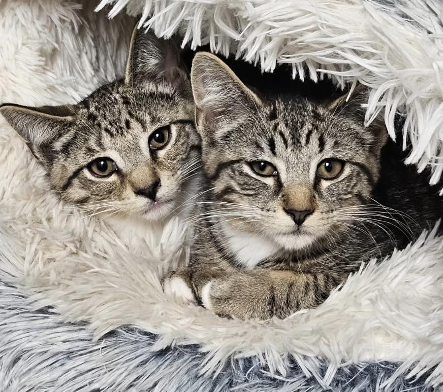 Asbury & Belmar, ADOPTABLE, Kitten Male Domestic Short Hair & Tabby.