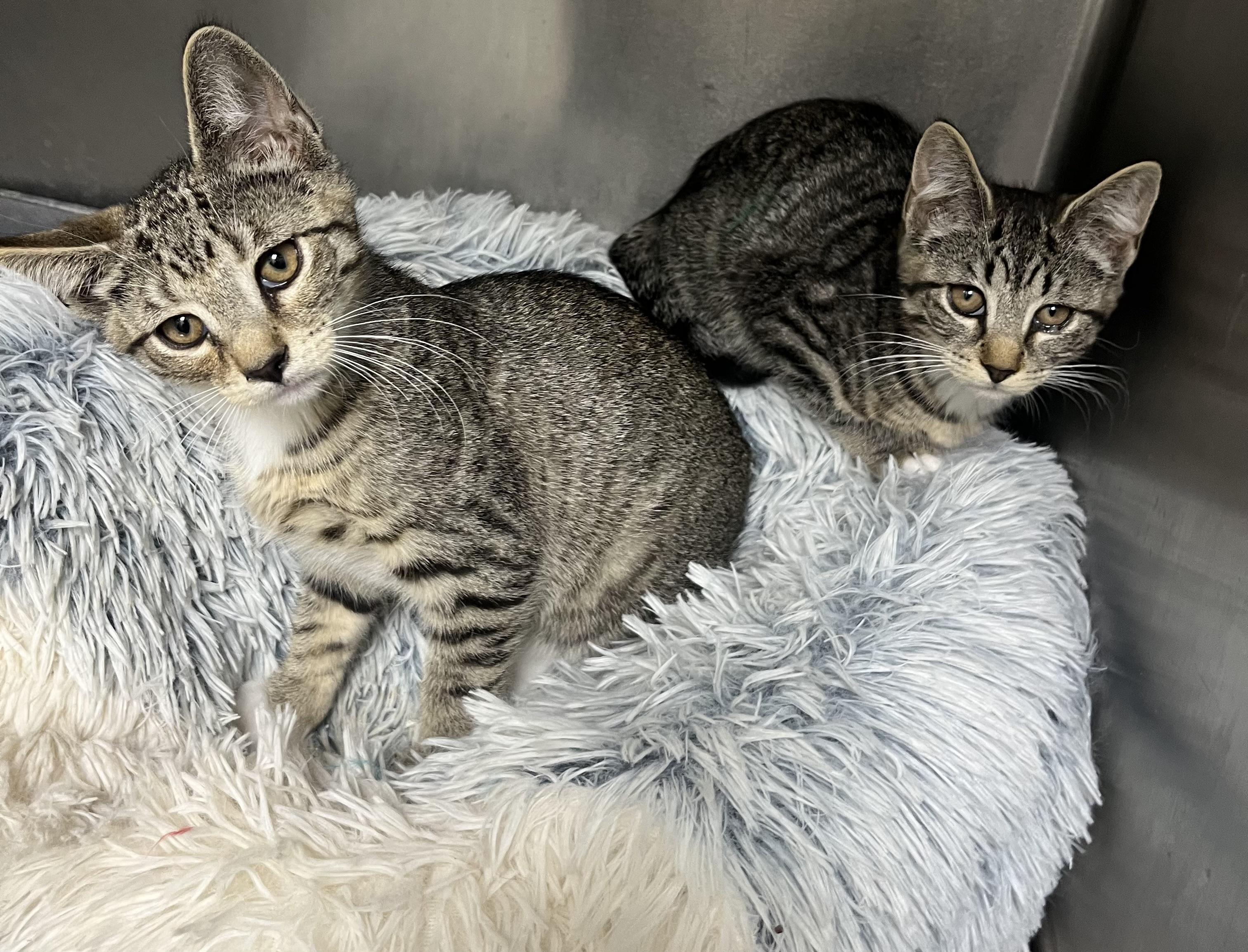 Enlarge Asbury & Belmar, a ADOPTABLE mixed breed in Mendham, NJ image 2/4