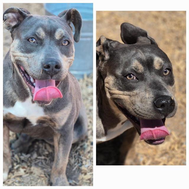 TICONDEROGA, Adoptable, Young Male American Staffordshire Terrier & Mixed Breed.
