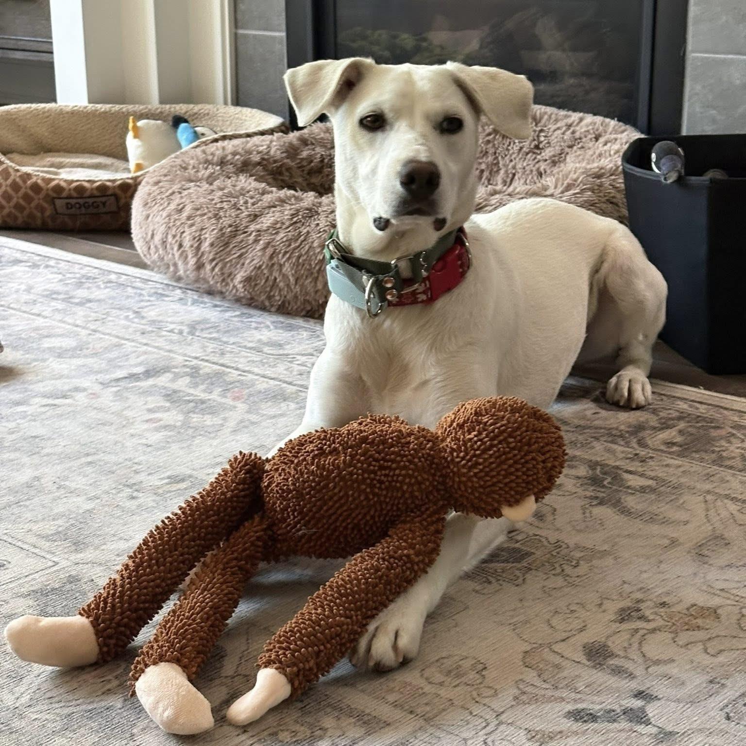 Billy, Adoptable, Young Male Mixed Breed & Labrador Retriever.