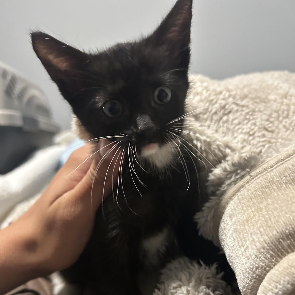 Enlarge Marie, a Adoptable Domestic Short Hair in Tampa, FL image 1/2