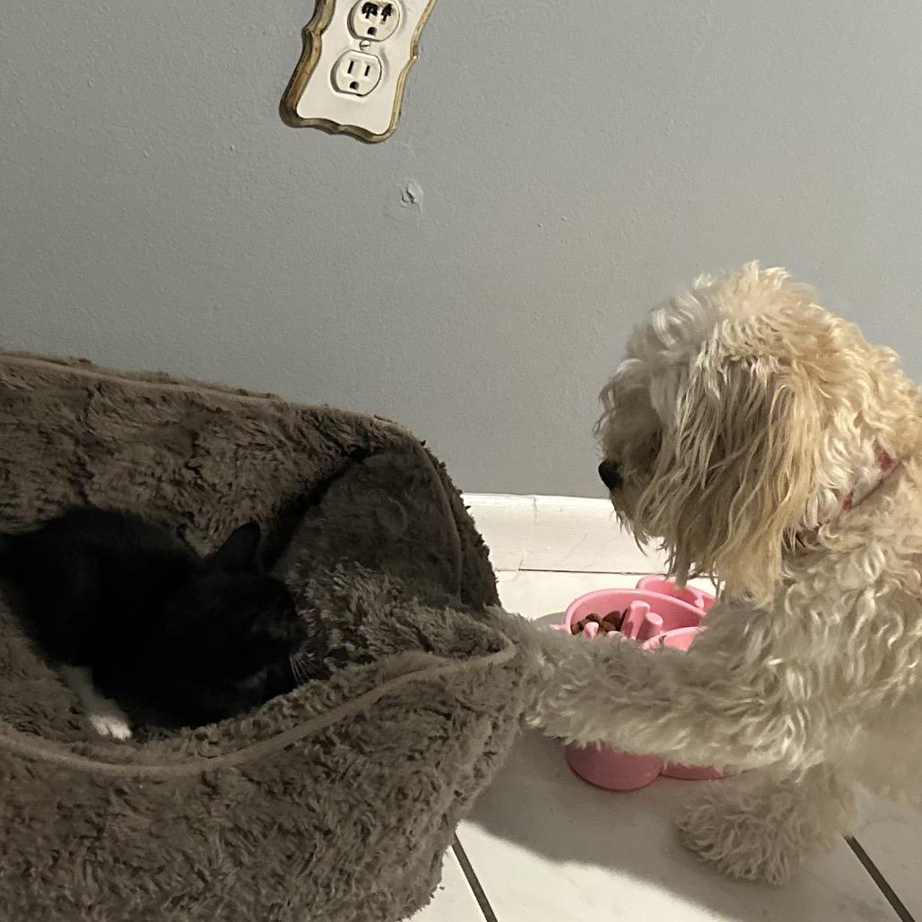 Enlarge Marie, a Adoptable Domestic Short Hair in Tampa, FL image 2/2
