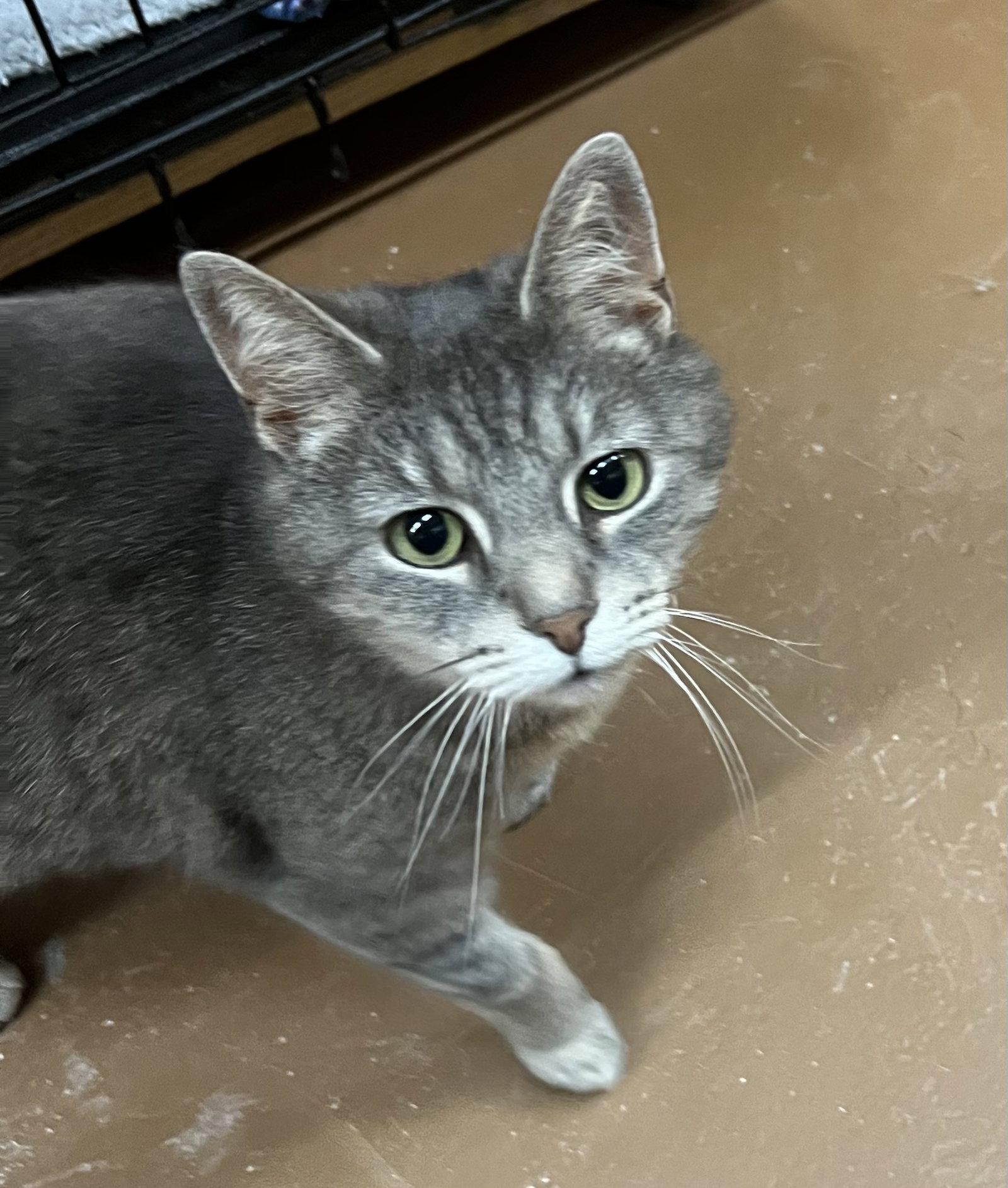 Enlarge Lexi, a Adopted Domestic Short Hair in Blasdell, NY image 1/1