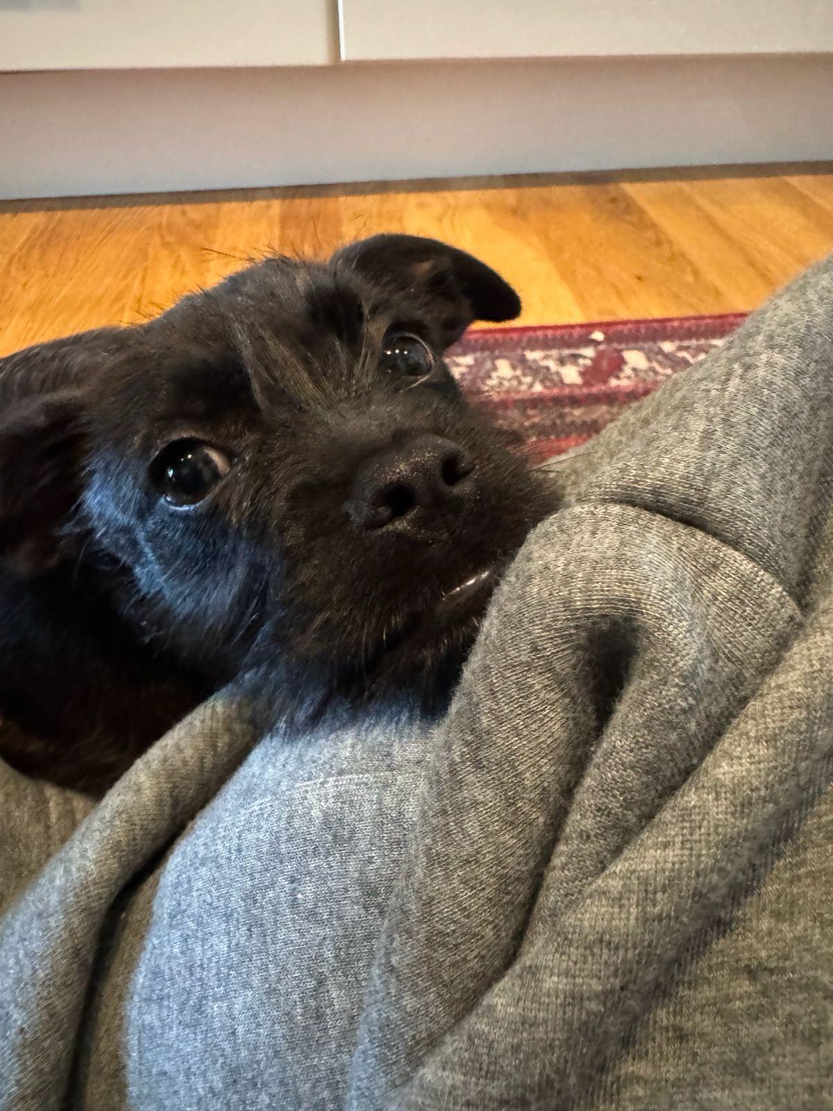 Enlarge Margot, a Adoptable Border Terrier in Los Angeles, CA image 3/6