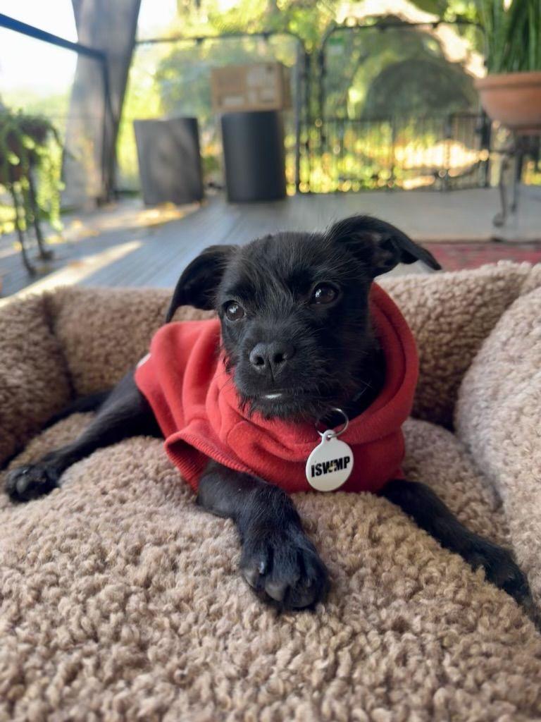 Enlarge Margot, a Adoptable Border Terrier in Los Angeles, CA image 2/6
