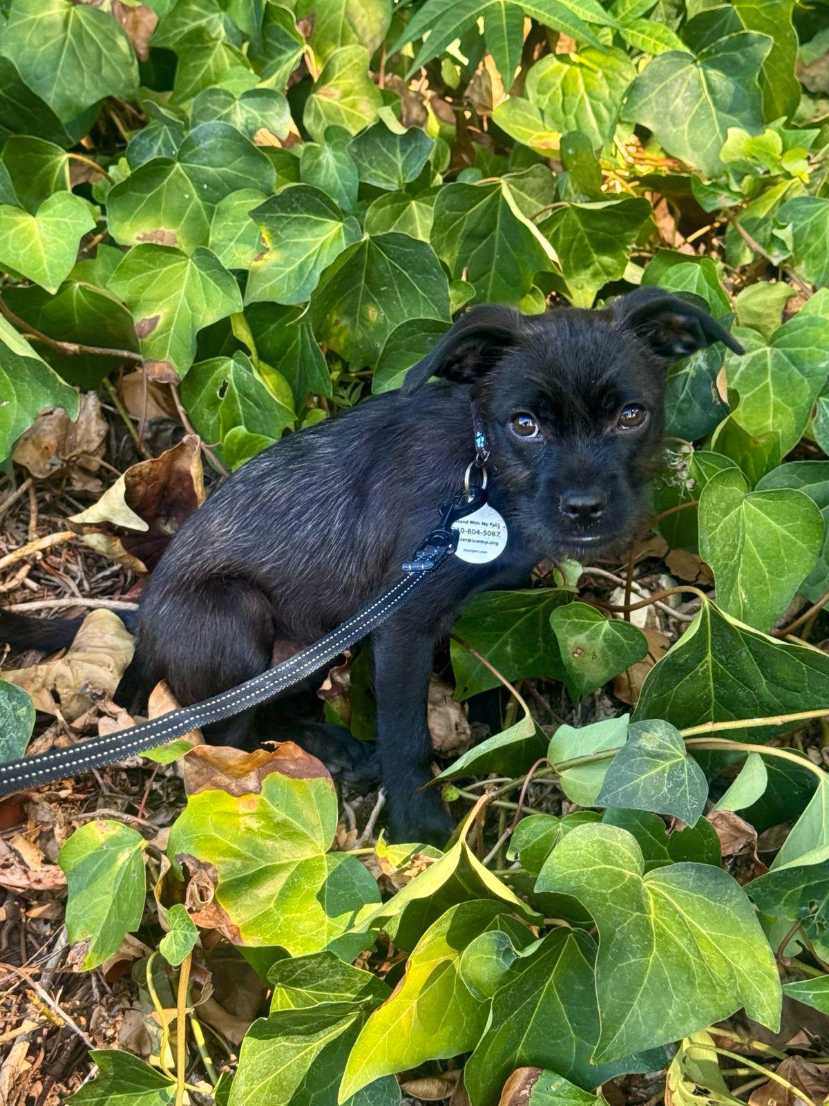 Enlarge Margot, a Adoptable Border Terrier in Los Angeles, CA image 6/6