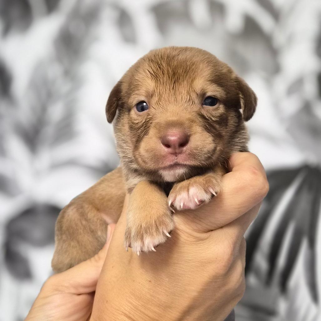 Cinnamon Twist, Adoptable, Puppy Female Shepherd.