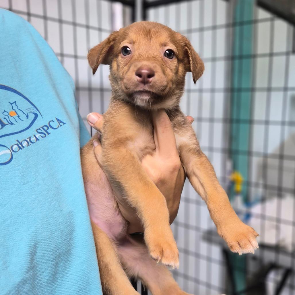 Enlarge Cinnamon Twist, a Adoptable Shepherd in Wahiawa, HI image 2/2