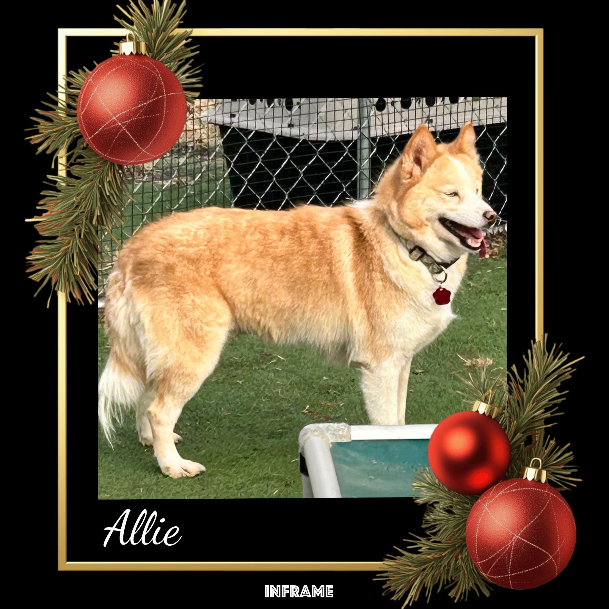 Enlarge Allie, a ADOPTABLE Pomsky in Fredericksburg, VA image 1/6