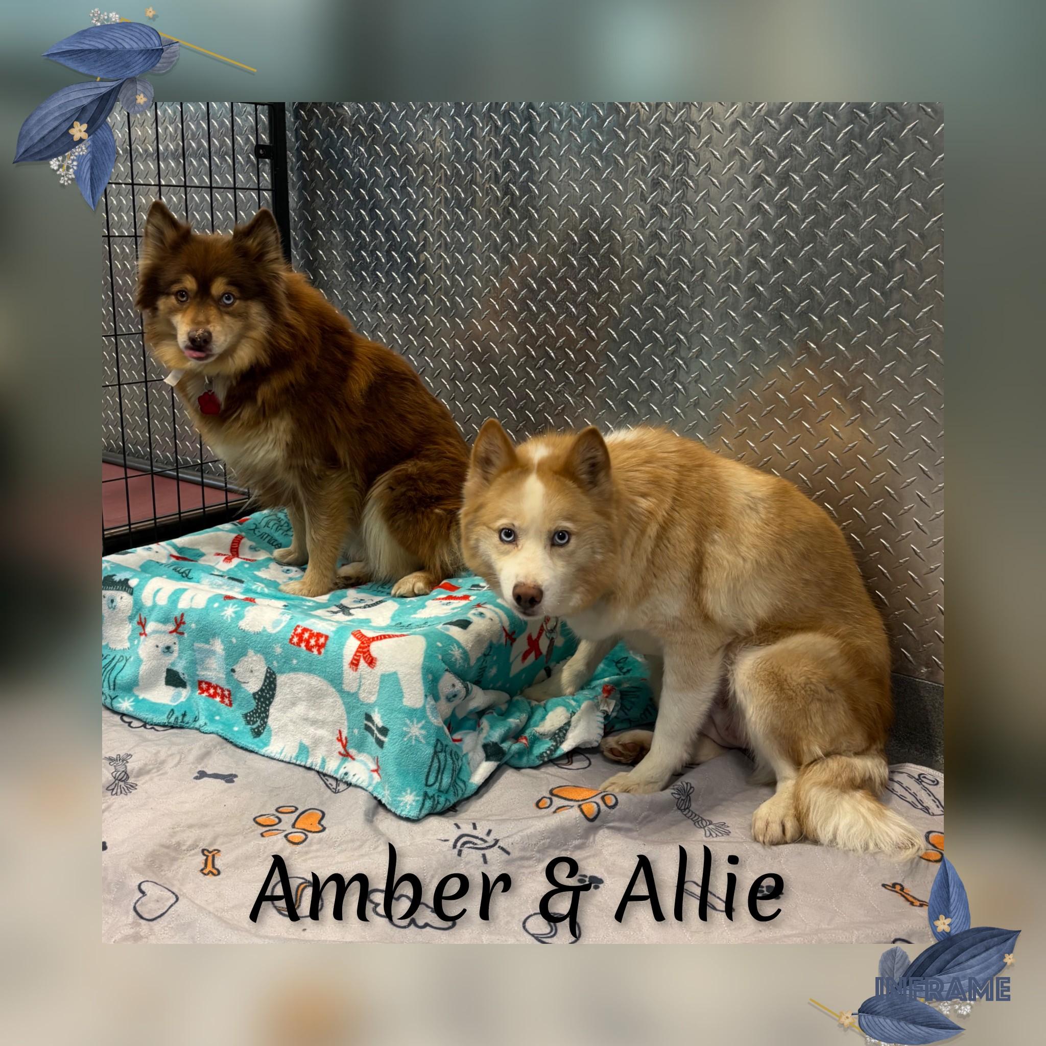Enlarge Allie, a ADOPTABLE Pomsky in Fredericksburg, VA image 2/6