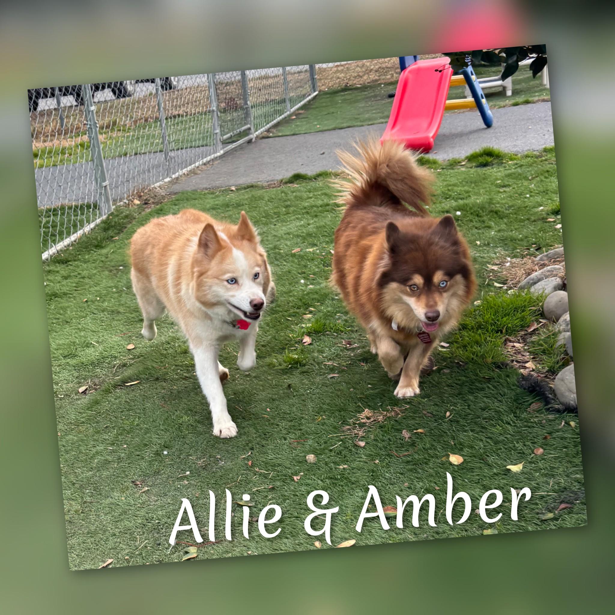 Enlarge Allie, a ADOPTABLE Pomsky in Fredericksburg, VA image 3/6